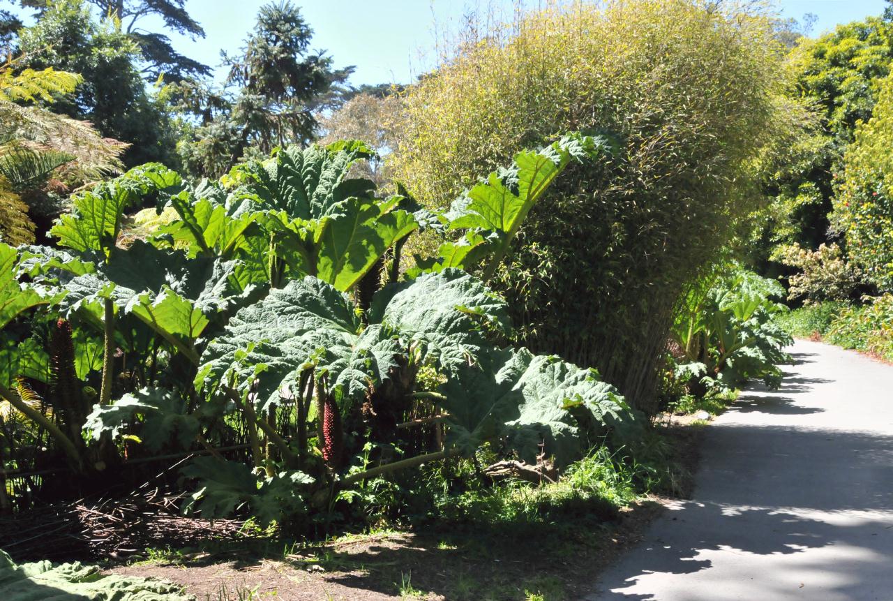 ./Gunnera_Tinctoria_Stybing_Arboretum_20100502_133704_4167BCX.jpg