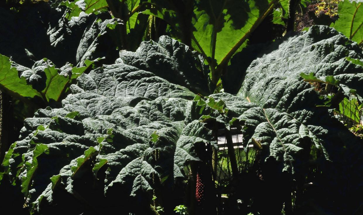 ./Gunnera_Tinctoria_Stybing_Arboretum_20100502_133710_4168BCX.jpg