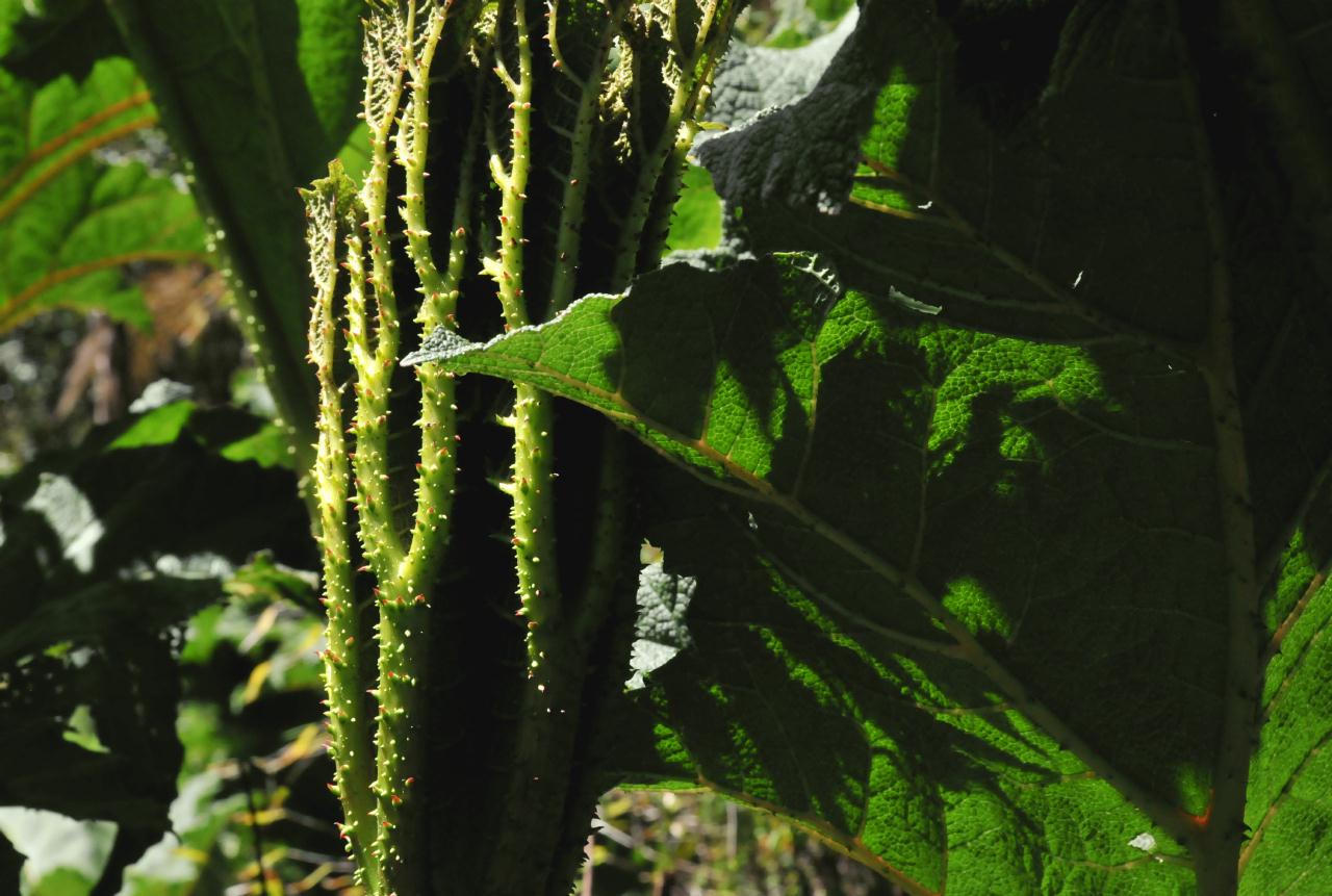 ./Gunnera_Tinctoria_Stybing_Arboretum_20100502_133732_4171BCX.jpg