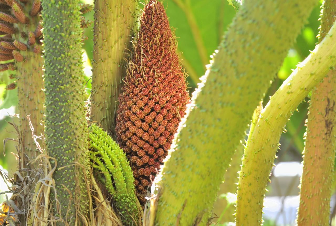 ./Gunnera_Tinctoria_Stybing_Arboretum_20100502_133750_4173BCX.jpg