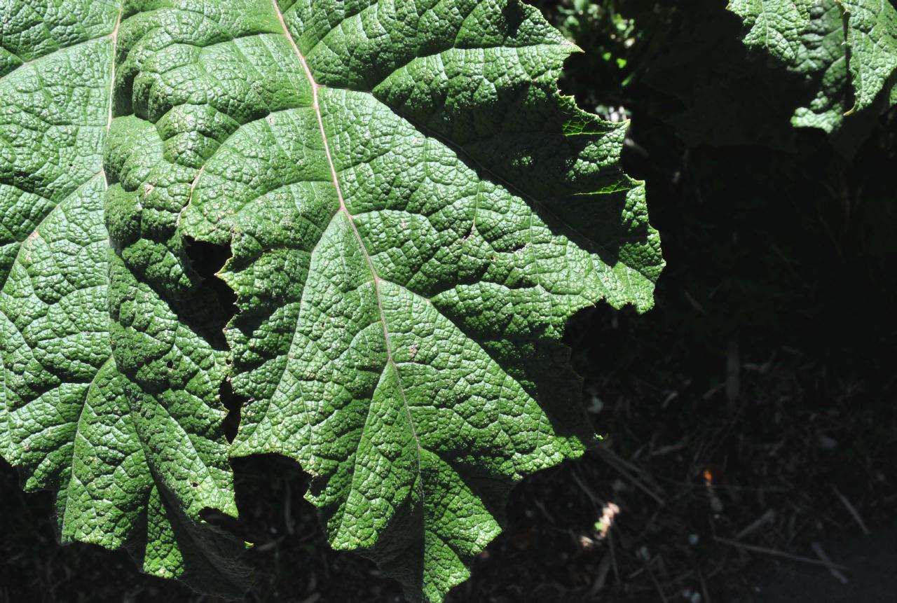 ./Gunnera_Tinctoria_Stybing_Arboretum_20100502_133800_4175BCX.jpg