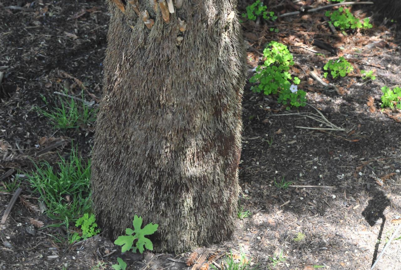 ./Dicksonia_Antarctica_Stybing_Arboretum_20100502_134558_4202BCX.jpg