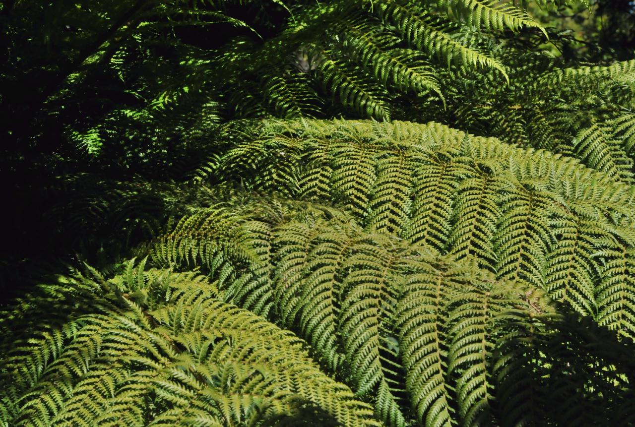 ./Dicksonia_Antarctica_Stybing_Arboretum_20100502_134608_4204BCX.jpg