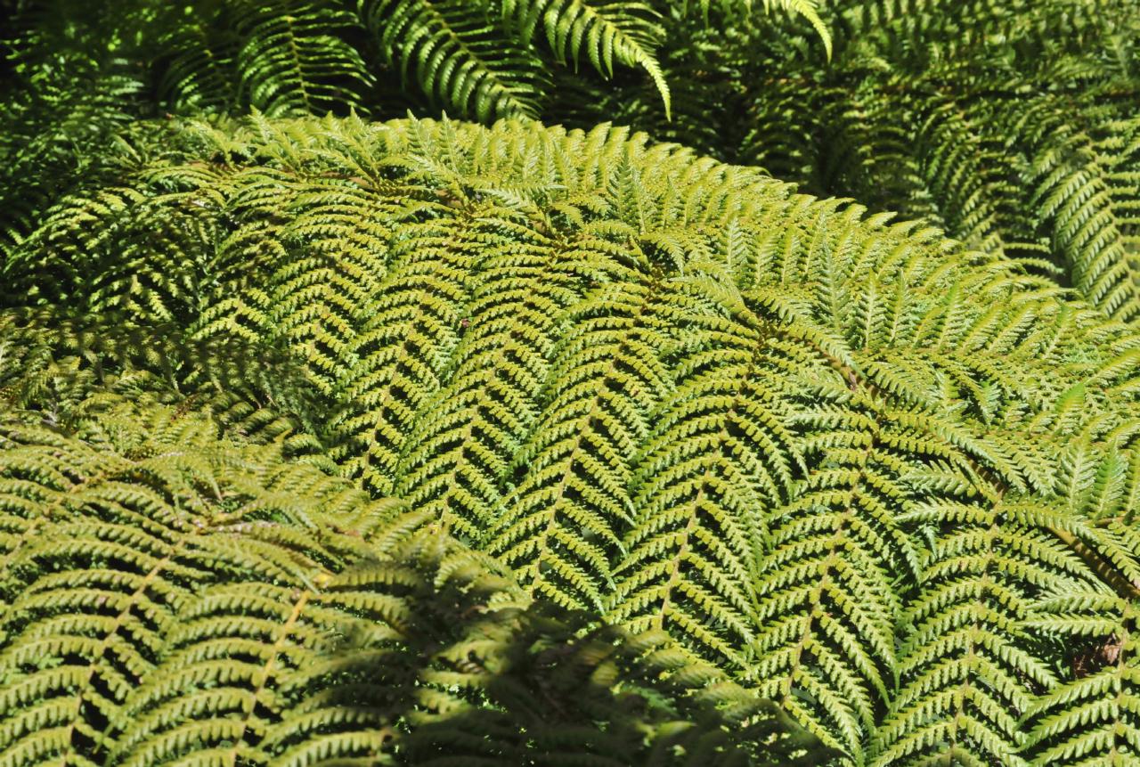 ./Dicksonia_Antarctica_Stybing_Arboretum_20100502_134612_4205BCX.jpg