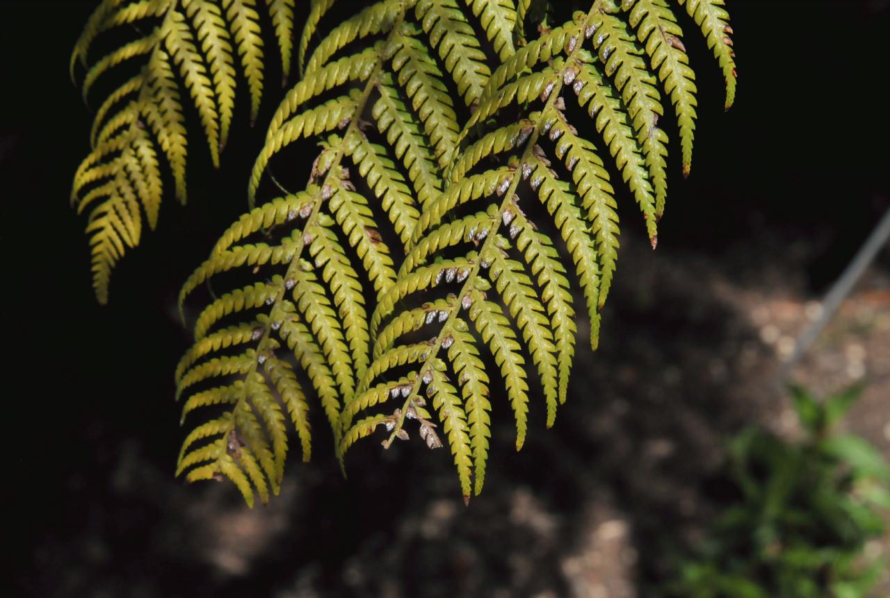 ./Dicksonia_Antarctica_Stybing_Arboretum_20100502_134632_4207BCX.jpg