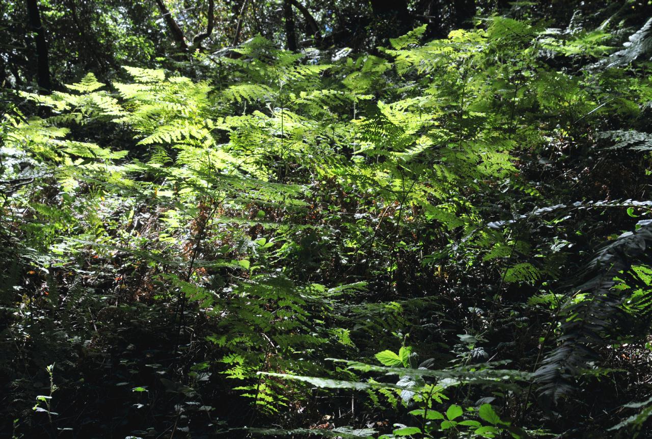 ./Wood_Fern_Huckleberry_Botanic_Regional_Preserve_20100612_141622_6220BCX.jpg