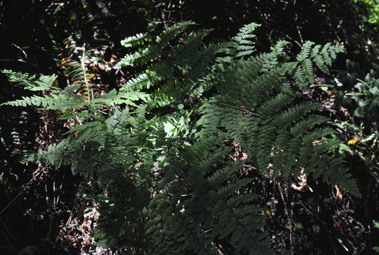 ./Wood_Fern_Huckleberry_Botanic_Regional_Preserve_20100612_141922_6222BCX.jpg