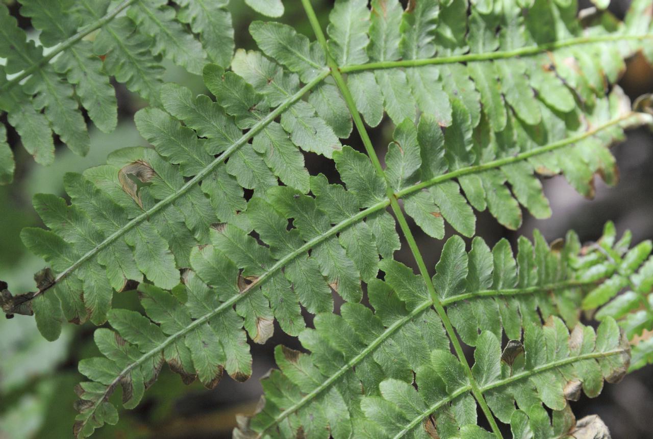 ./Wood_Fern_Huckleberry_Botanic_Regional_Preserve_20100612_141940_6226BCX.jpg