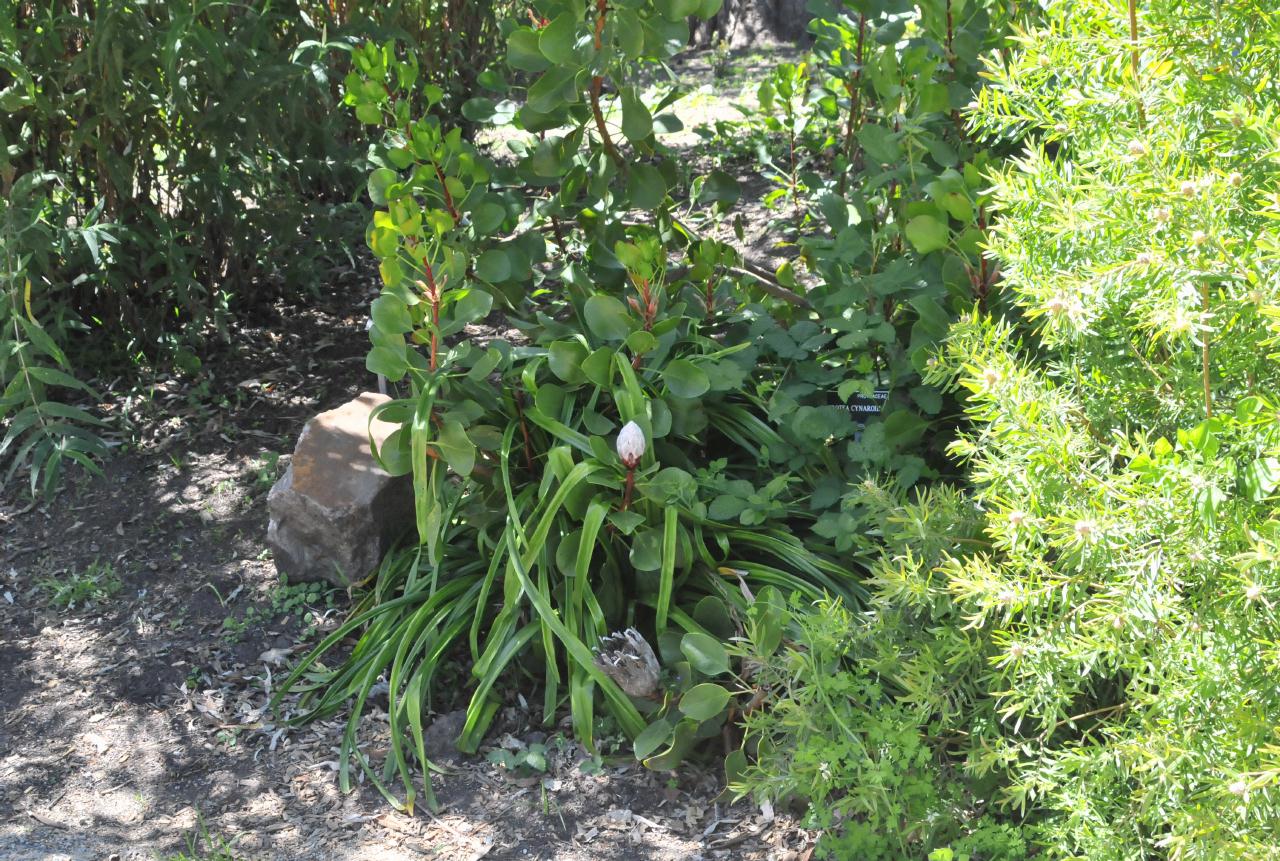 ./Protea_Cynaroides_20100502_132752_4134BCX.jpg