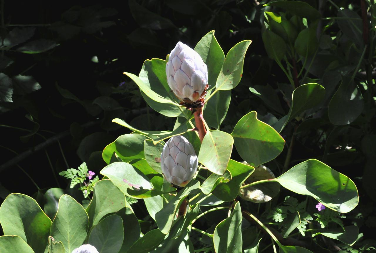 ./Protea_Cynaroides_20100502_132810_4145BCX.jpg