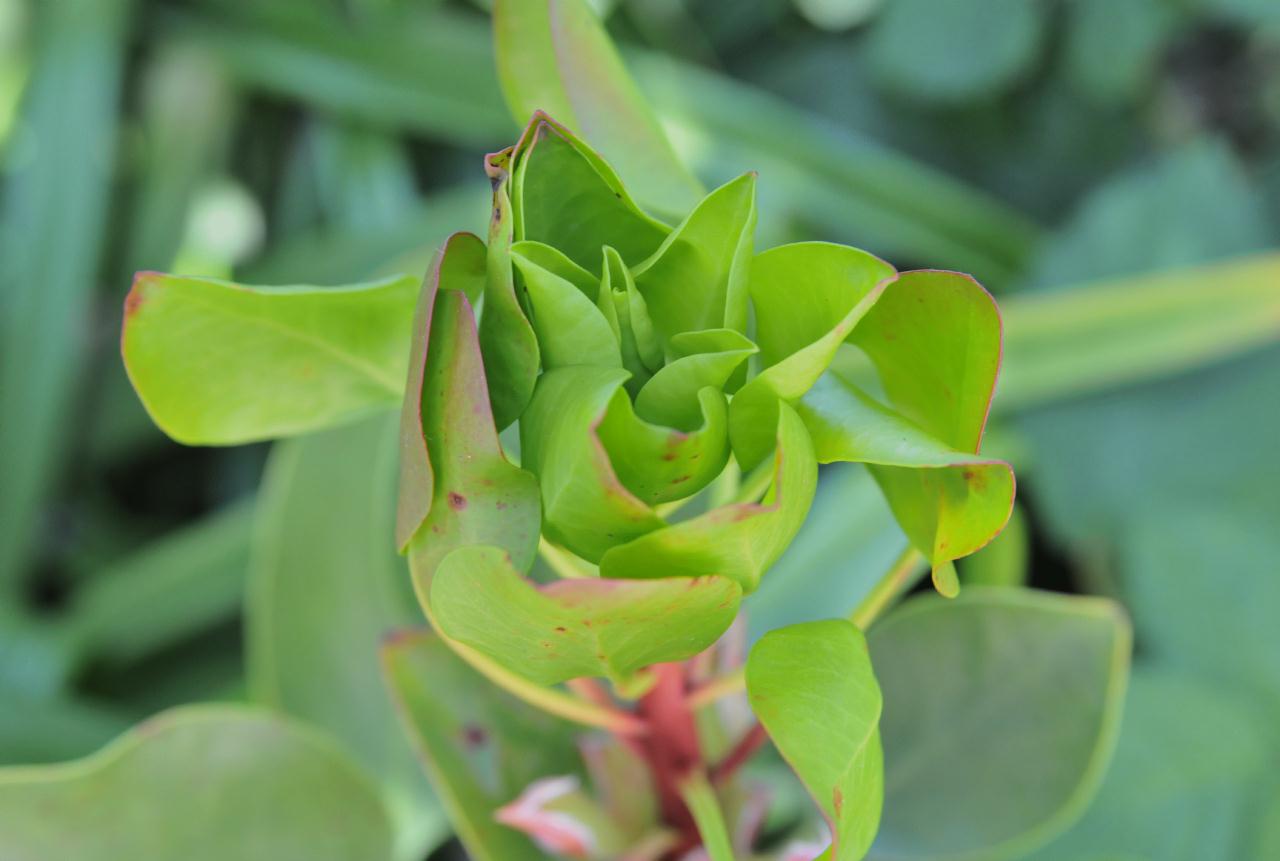 ./Protea_Cynaroides_20100502_132824_4146BCX.jpg