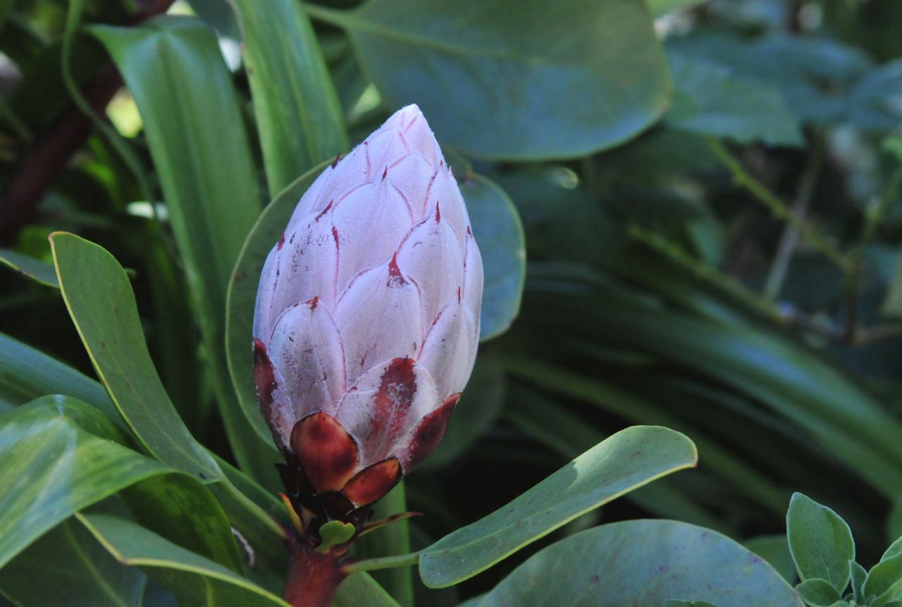 ./Protea_Cynaroides_20100502_132846_4150BCX.jpg