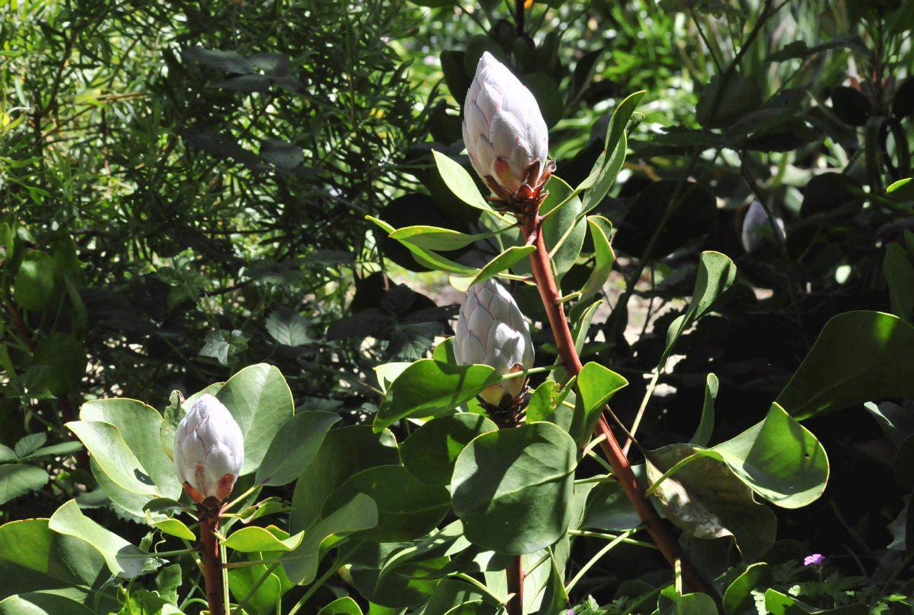 ./Protea_Cynaroides_20100502_132902_4151BCX.jpg