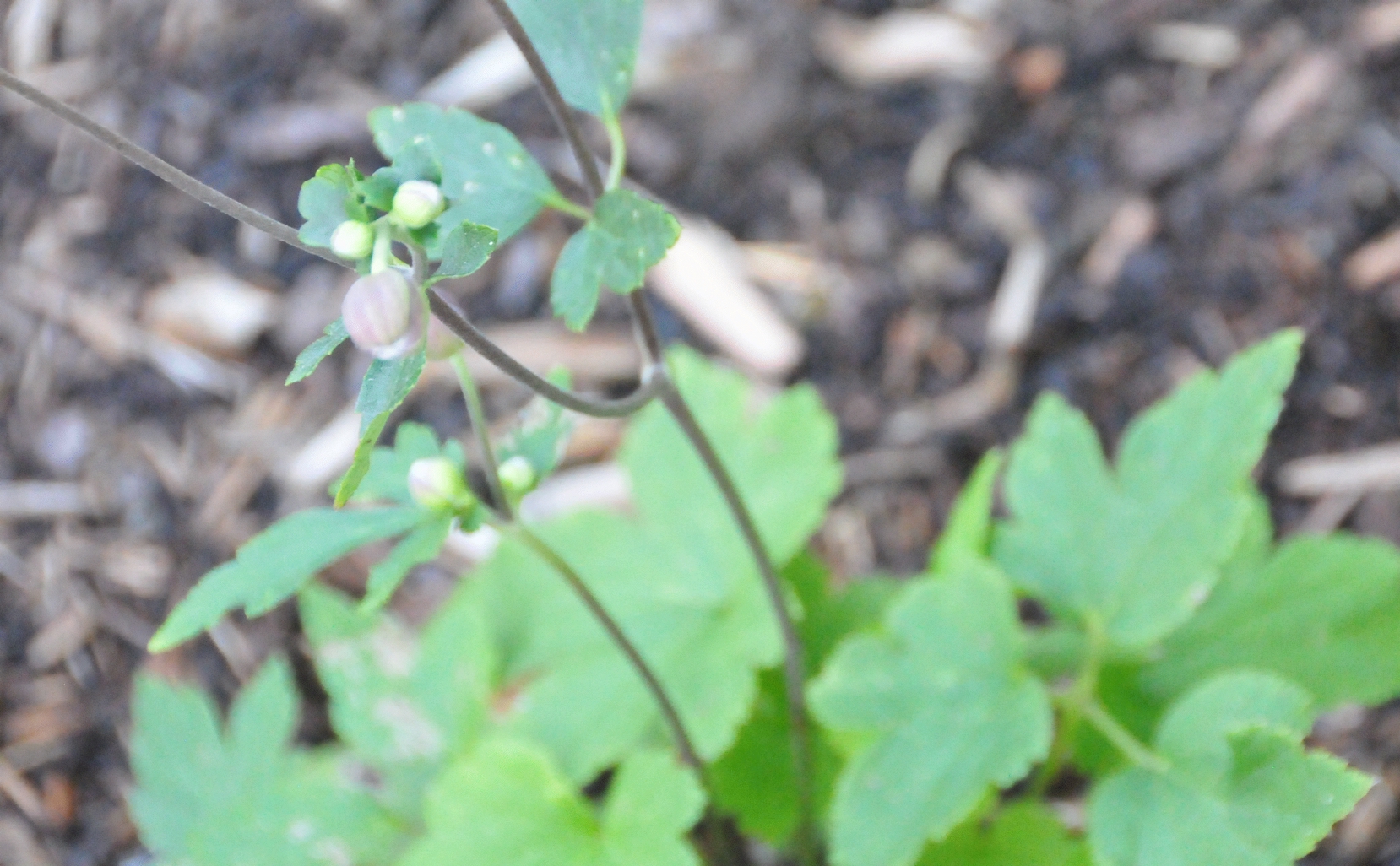 ./Japanese_Anemone_20210806_104936_C21_0934.jpg