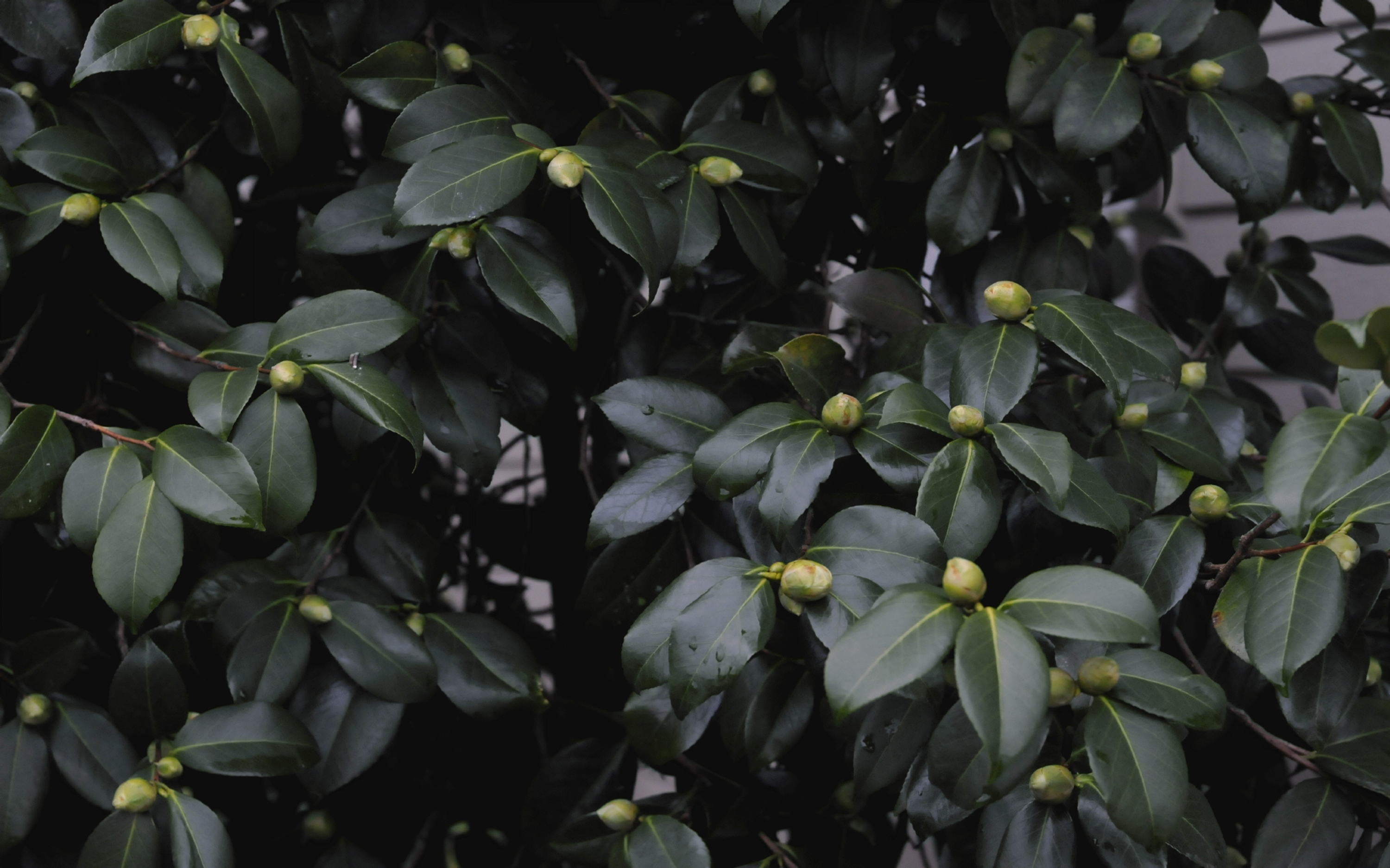 ./Camellia_Buds_20240203_141449_C25_1899.jpg