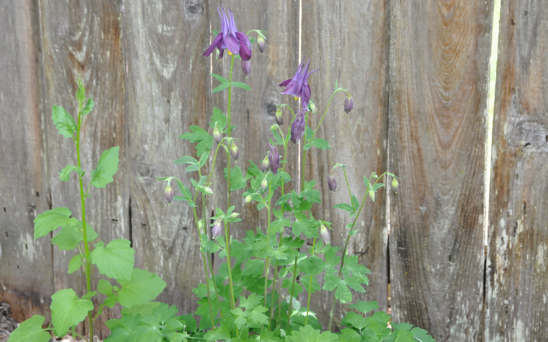 ./Columbine_Flowers_20210517_132721_C21_0400.jpg