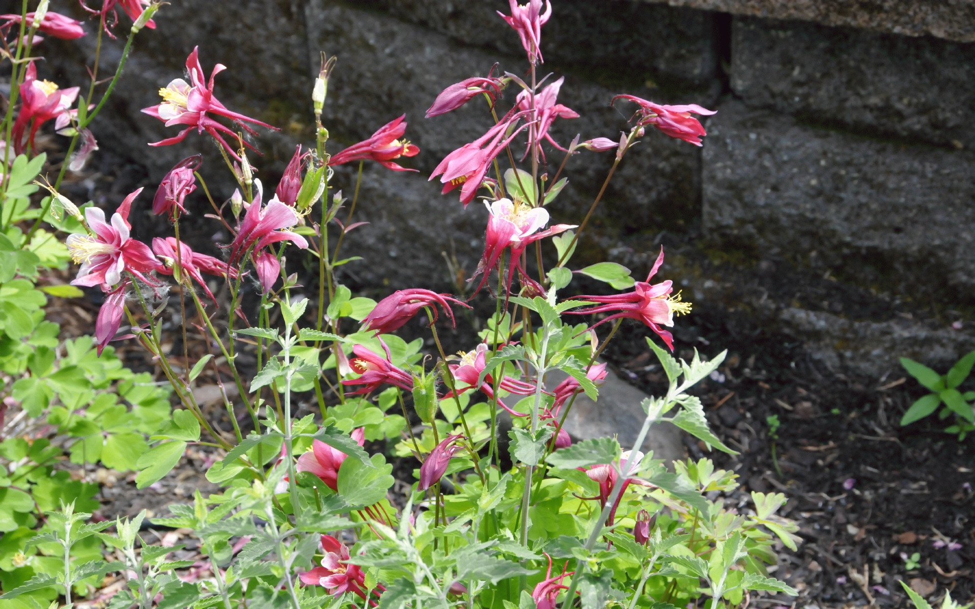 ./Columbine_Flowers_20210517_132824_C21_0403.jpg