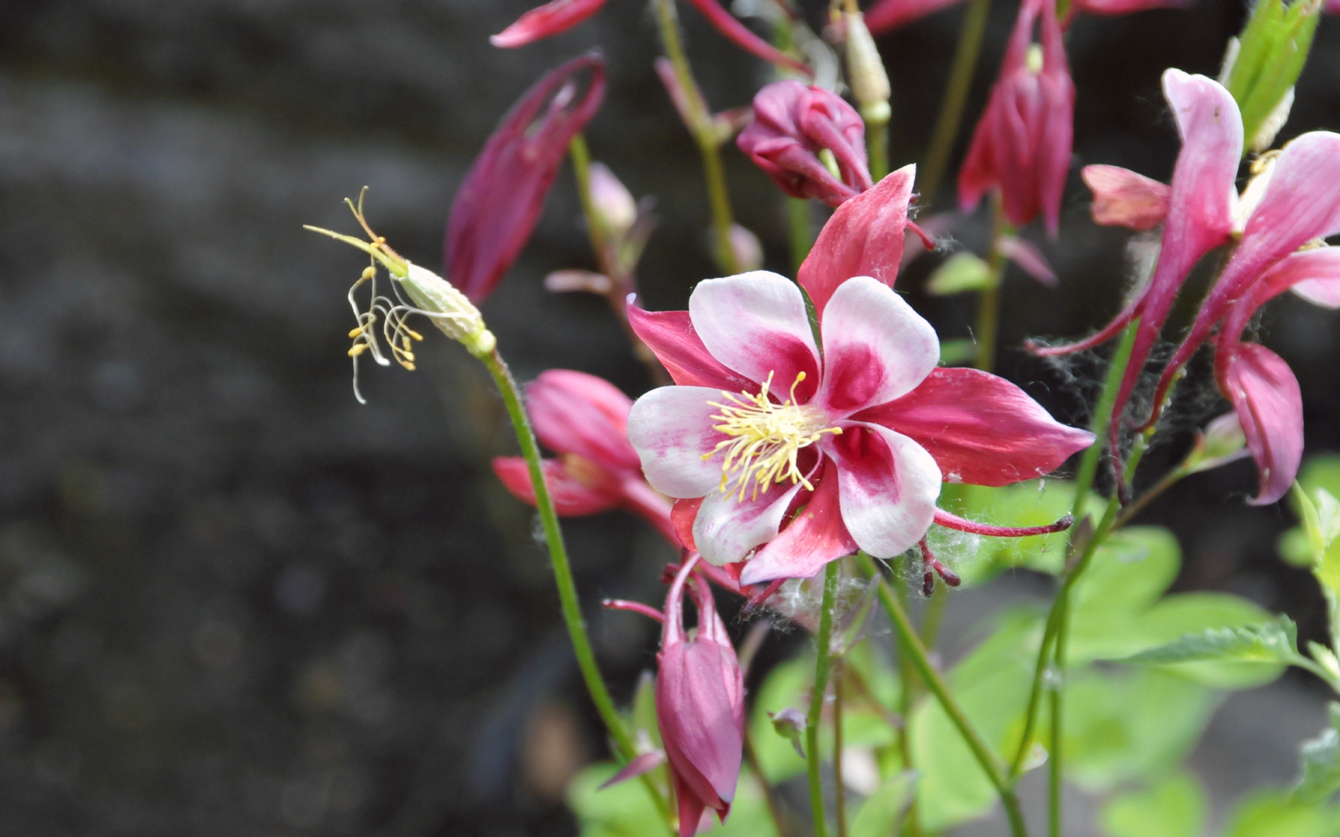 ./Columbine_Flowers_20210517_132829_c21_0404.jpg