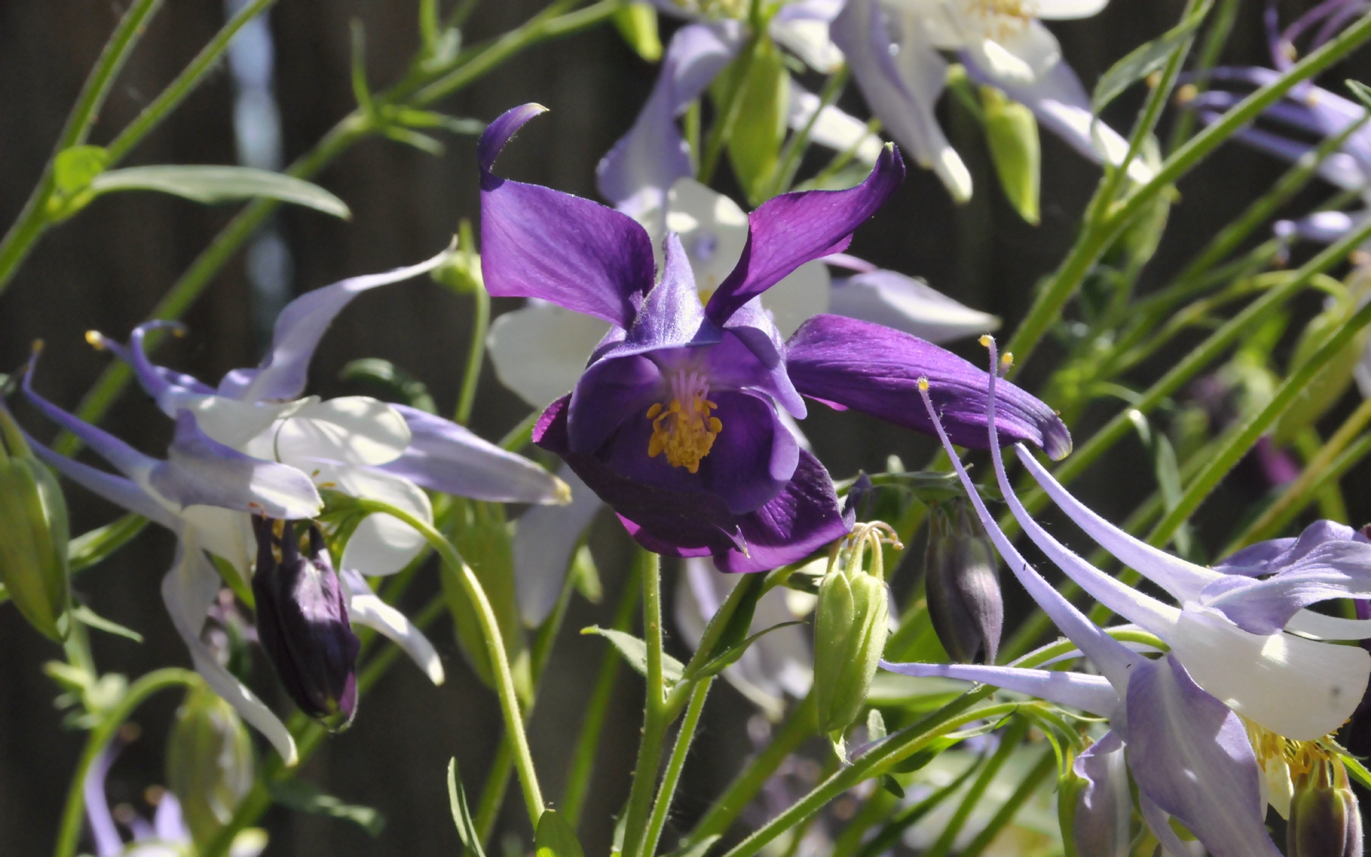 ./Purple_Columbine_Snake_20230517_153317_C23_0318.jpg