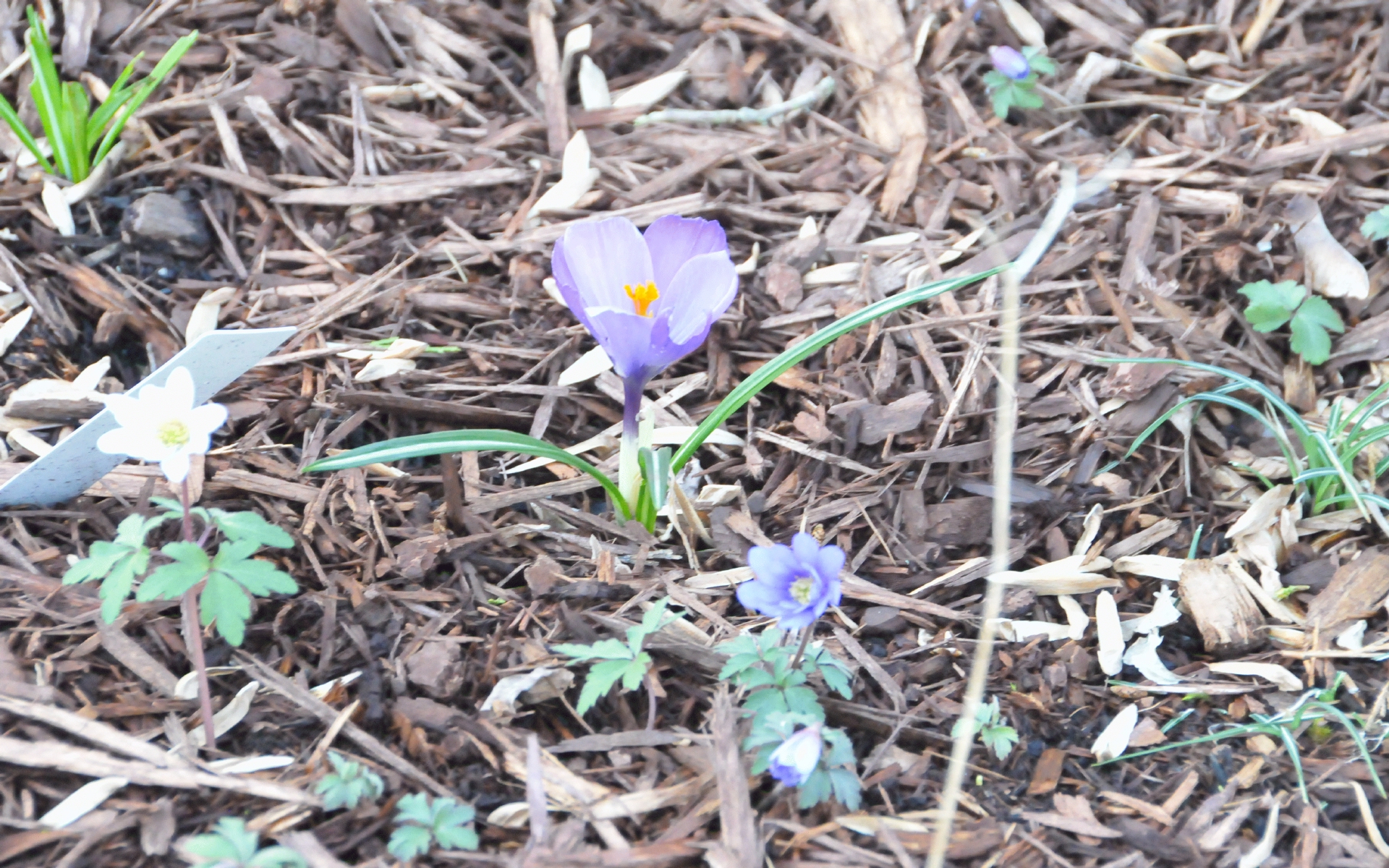 ./Crocus_20220316_154031_C22_0303.jpg