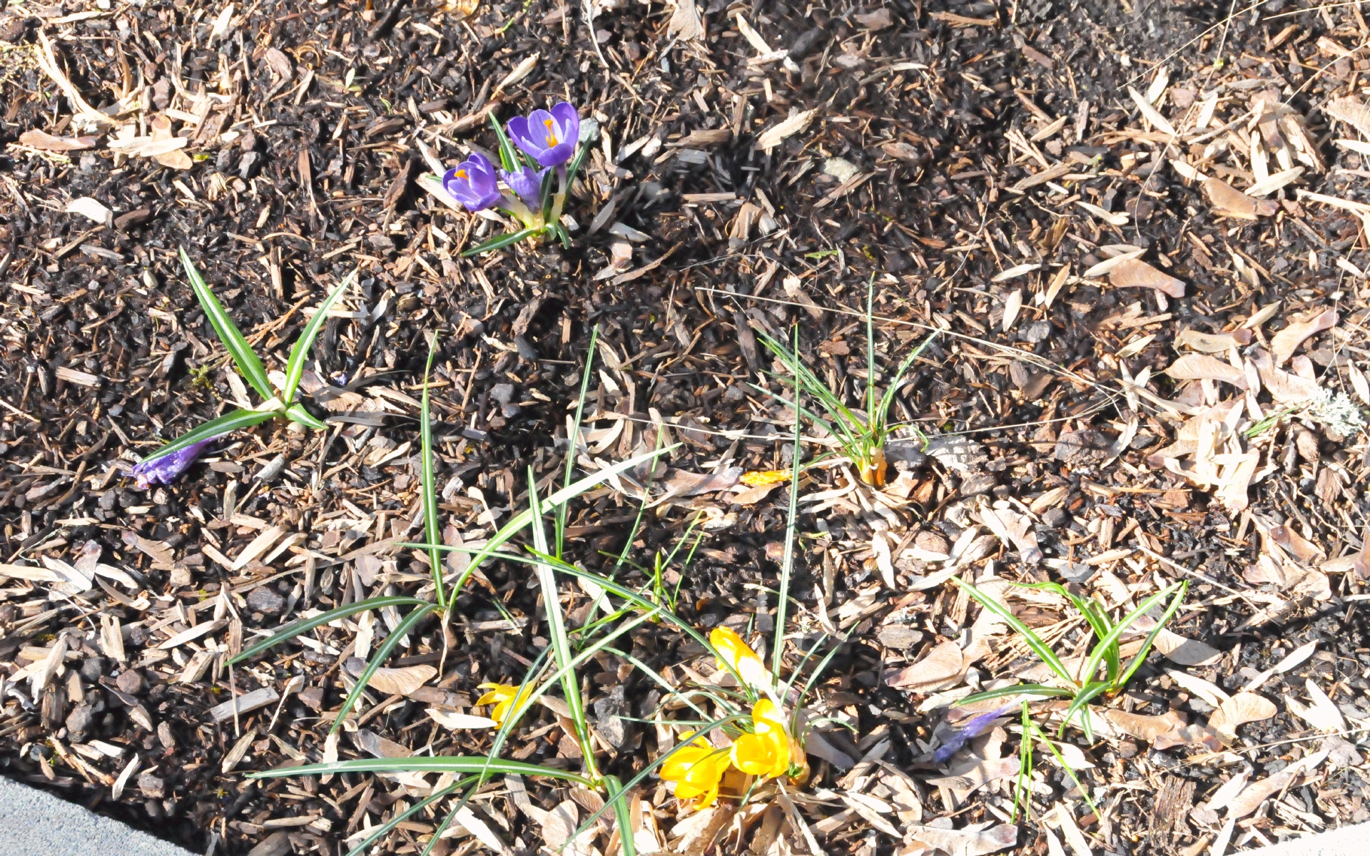 ./Crocus_20220316_154120_C22_0210.jpg