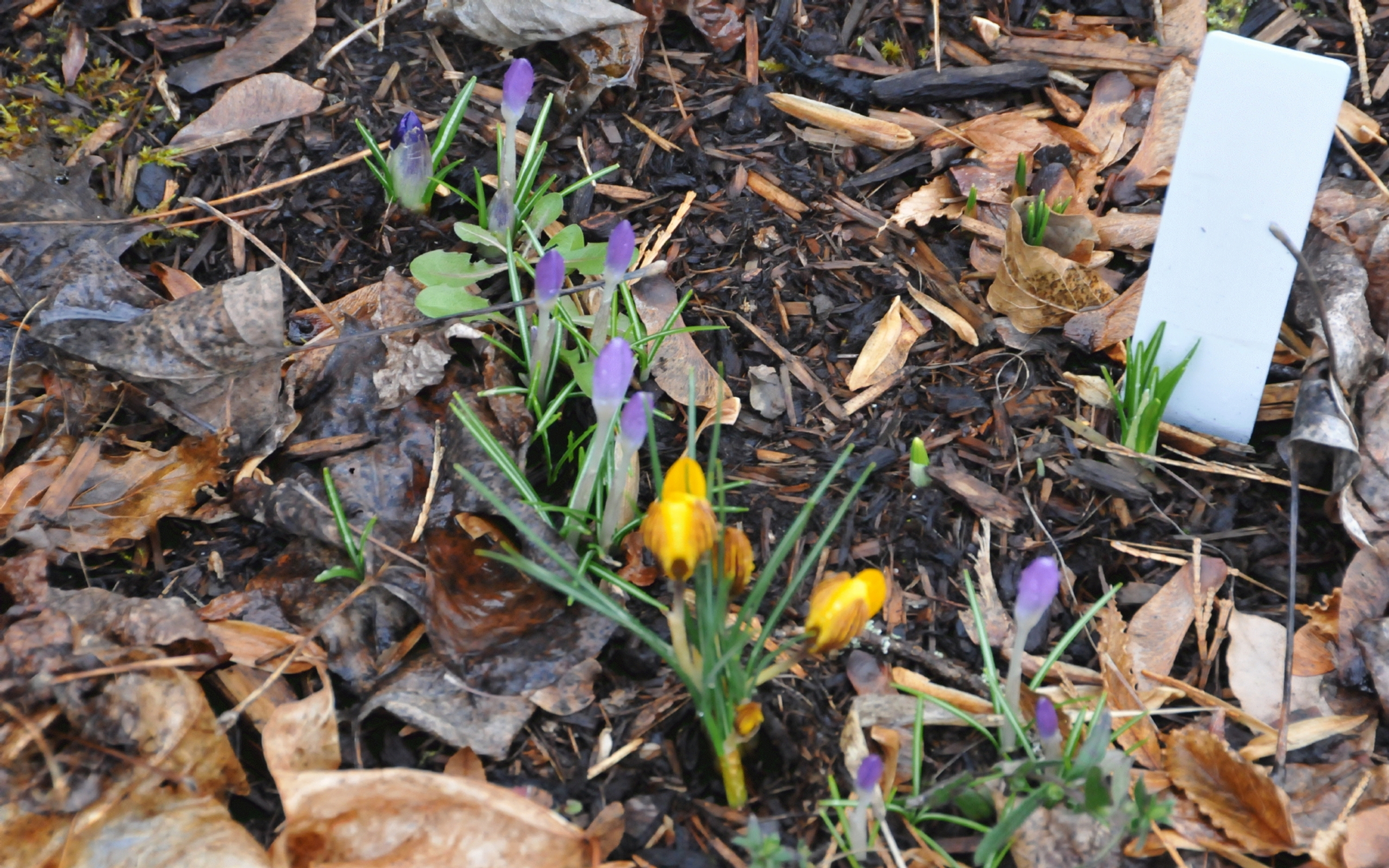 ./Crocus_Flowers_20230303_154859_C23_0078.jpg