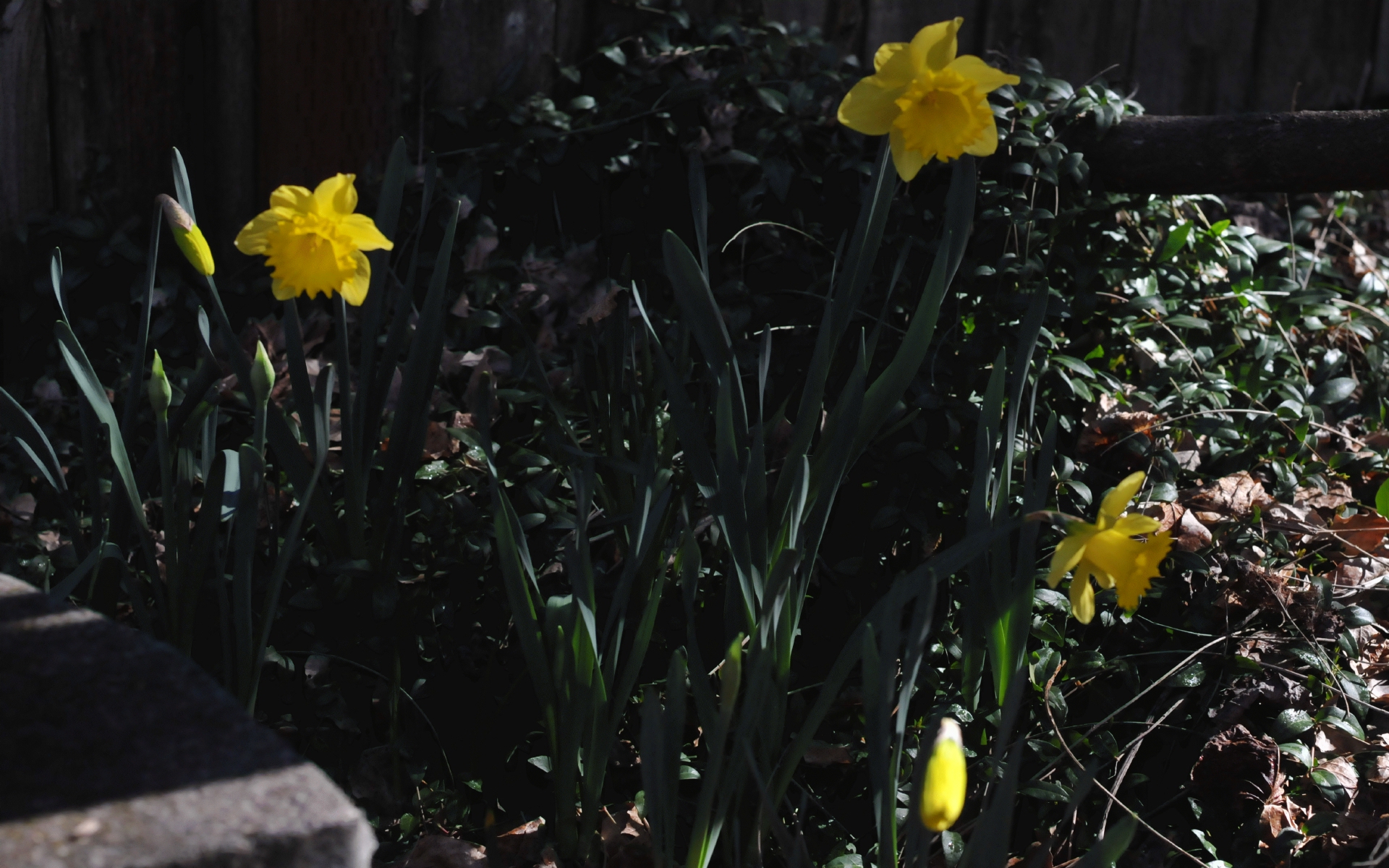 ./Daffodil_20250301_122838_C25_1957.jpg