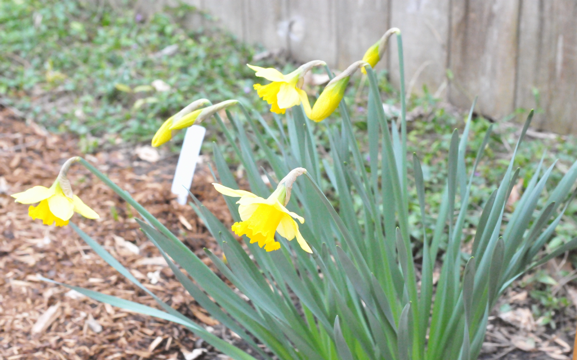 ./Daffodil_Flowers_20210304_155456_C21_0180.jpg