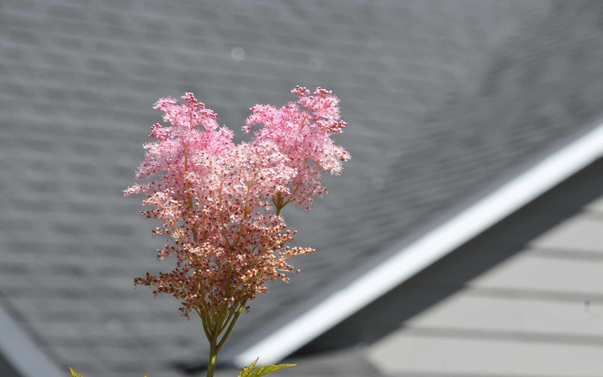 ./Filipendula_Ruba_20230814_133246_C23_0844.jpg