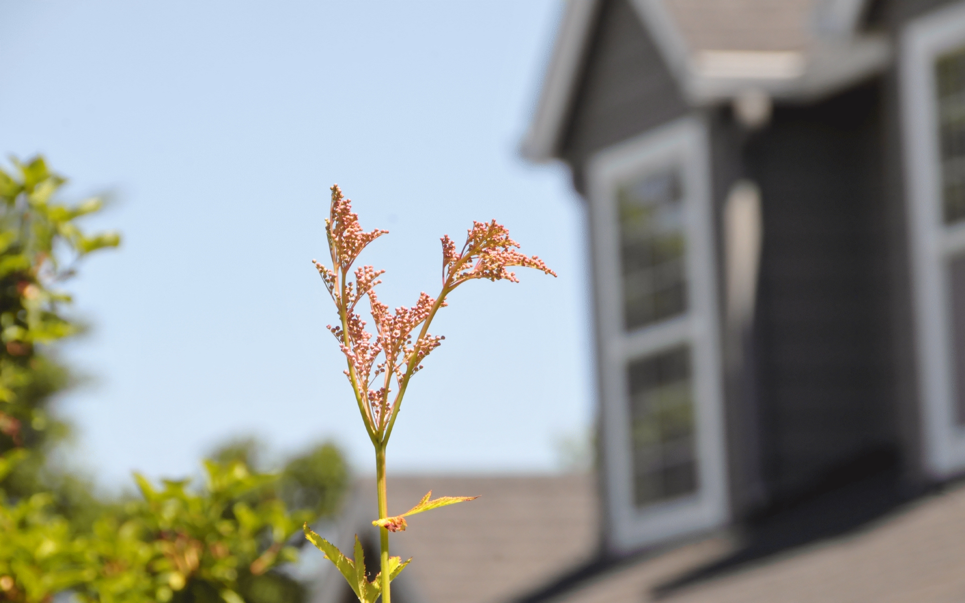 ./Filipendula_Ruba_20230814_133256_C23_0846.jpg