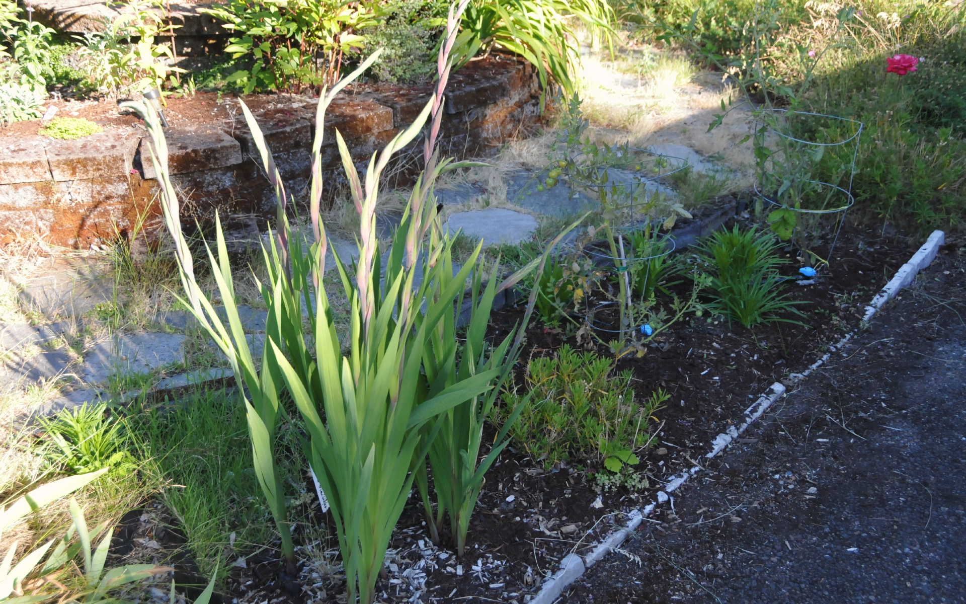 ./Black_Sea_Gladiolus_Front_Yard_20240704_163130_C24_0432.jpg