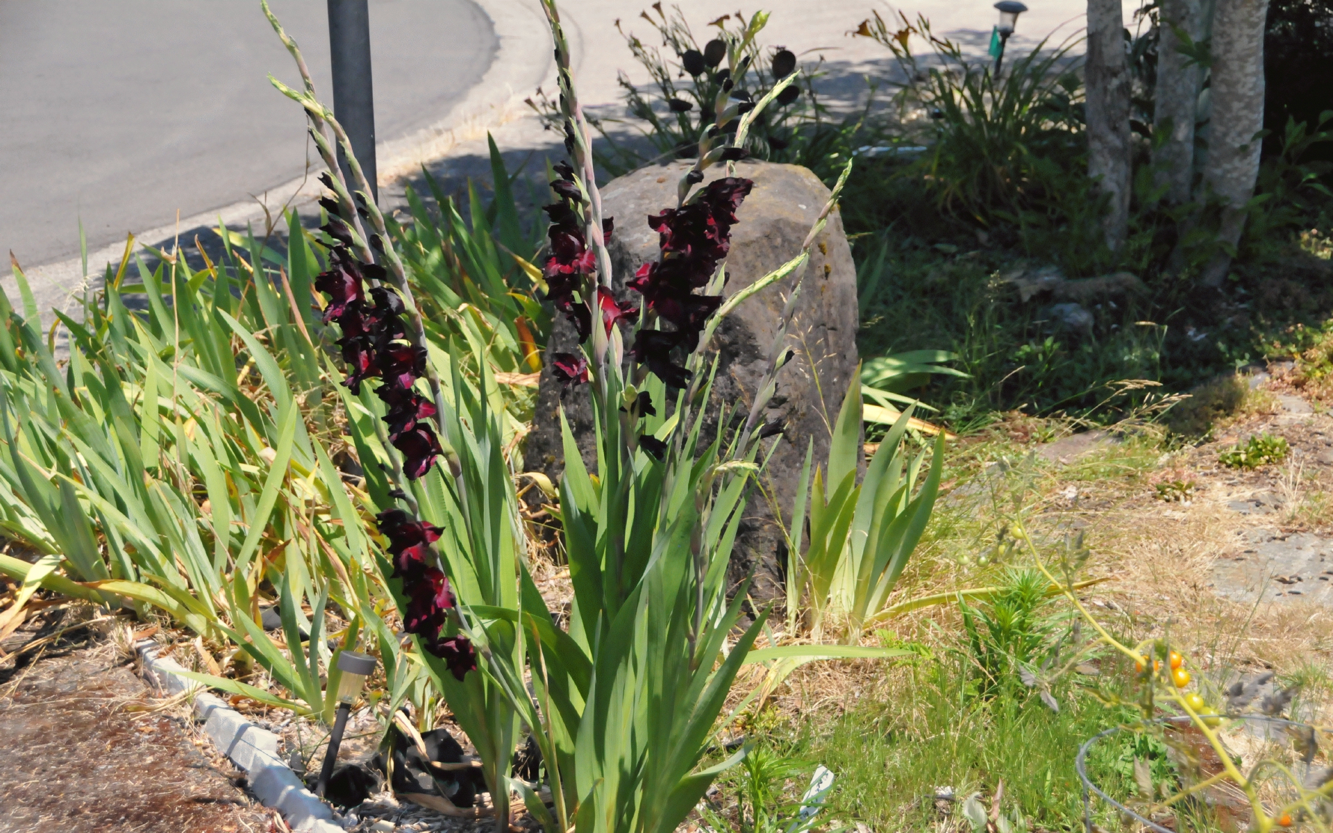 ./Black_Sea_Gladiolus_Front_Yard_20240709_131004_C24_0517.jpg