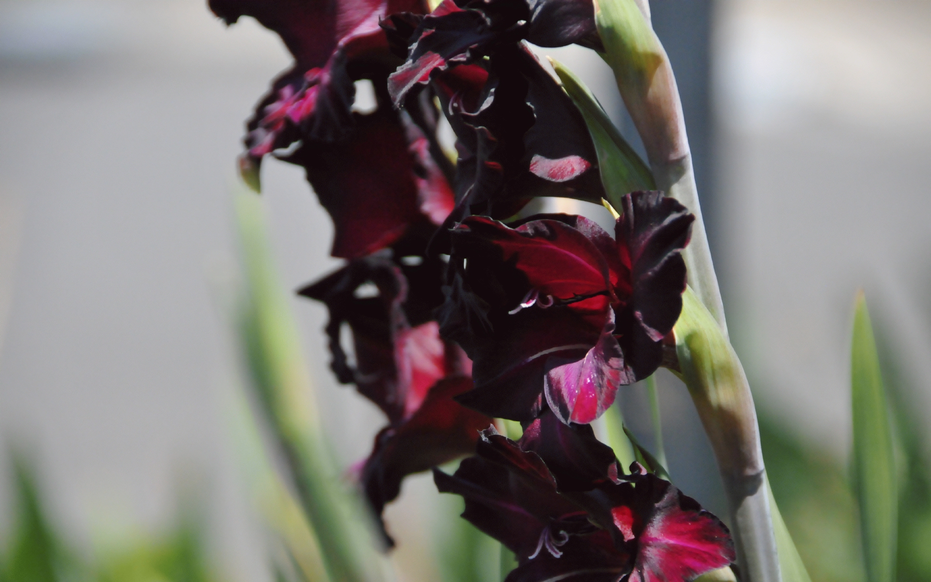 ./Black_Sea_Gladiolus_Front_Yard_20240709_131038_C24_0520.jpg