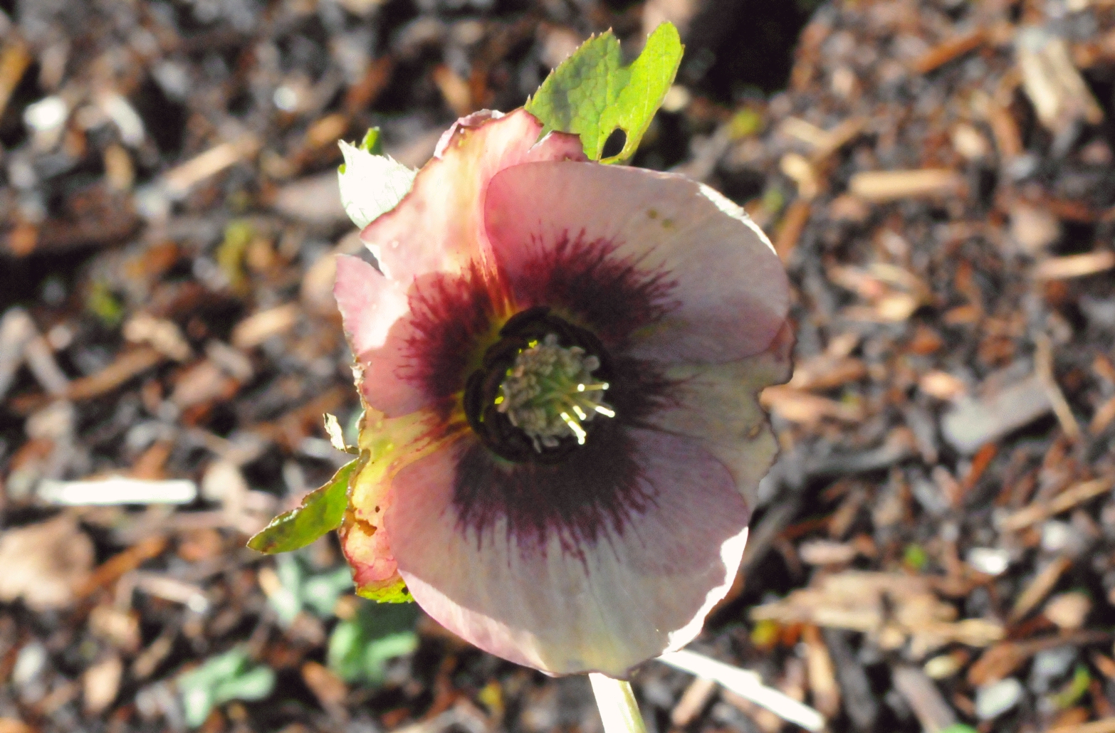 ./Hellebore_20210202_115808_C21_0129.jpg