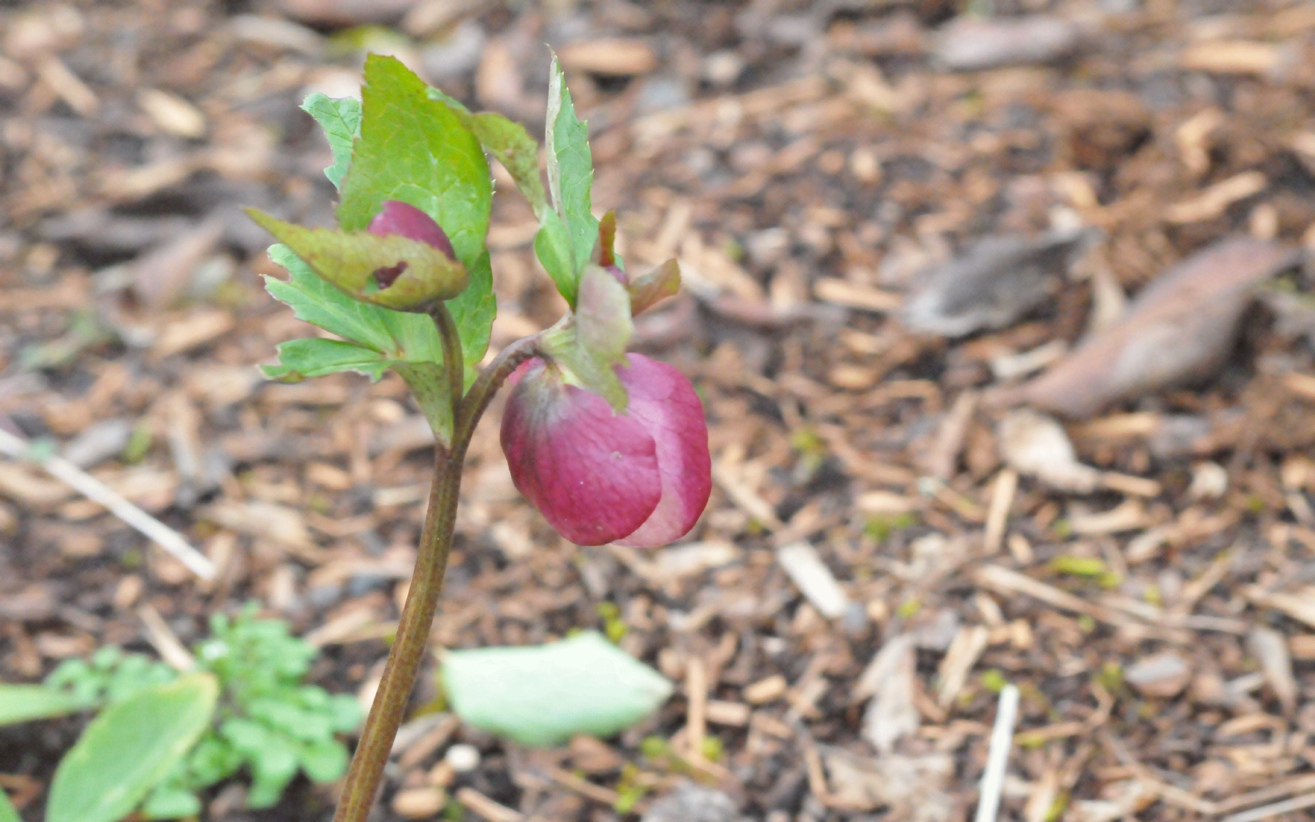 ./Hellebore_20210208_134116_C21_0139.jpg