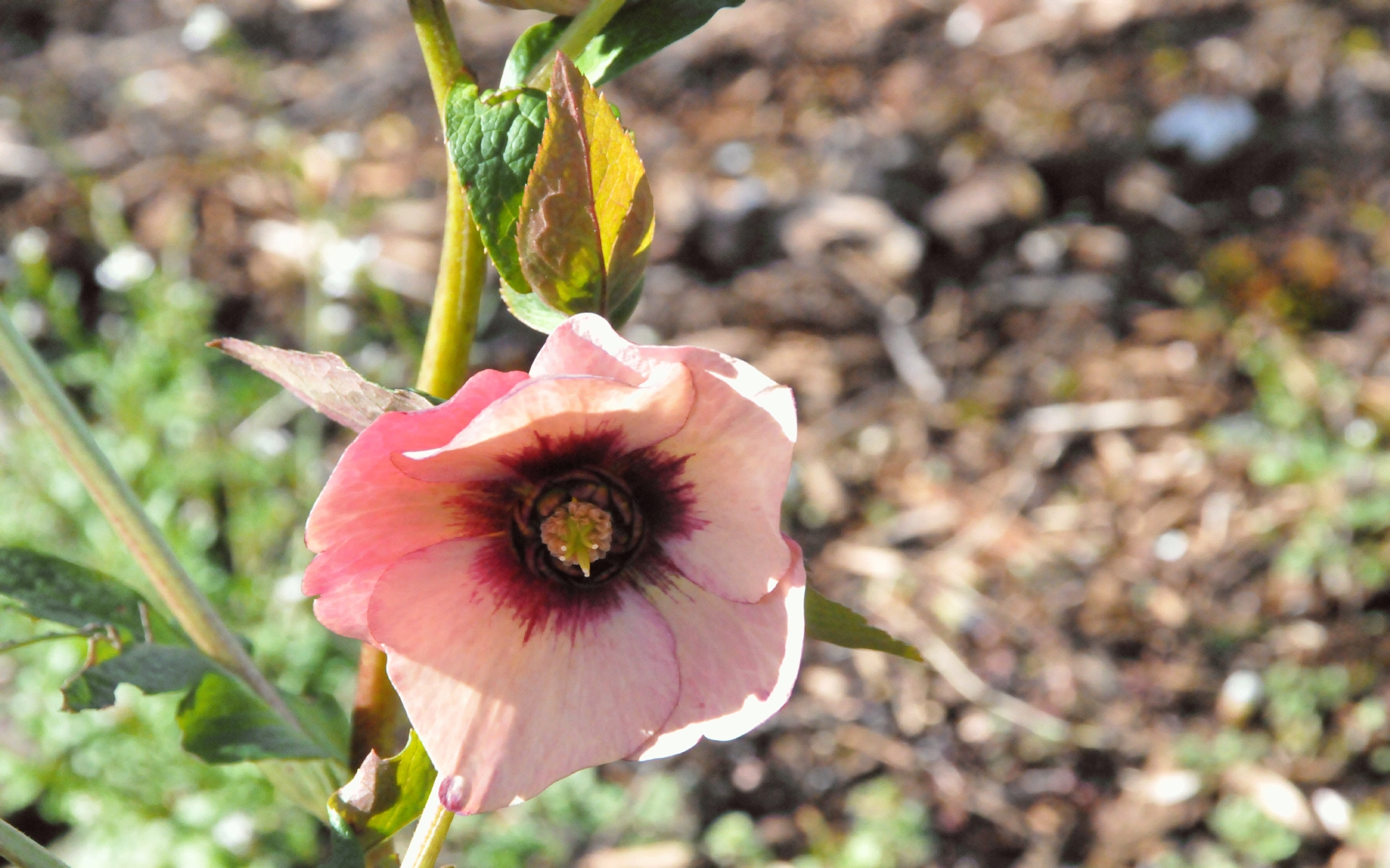 ./Red_Hellebore_20220316_153850_C22_0296.jpg