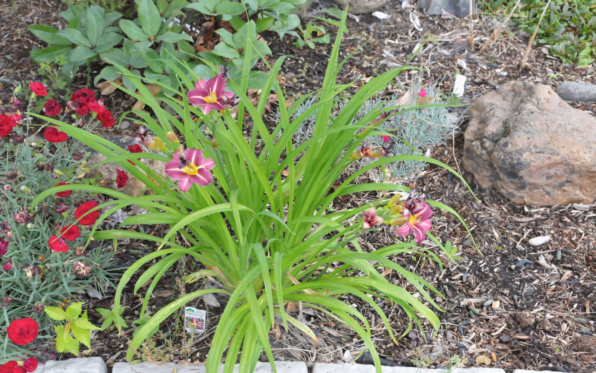 ./Front_Yard_Lily_20220703_145002_C22_0870.jpg