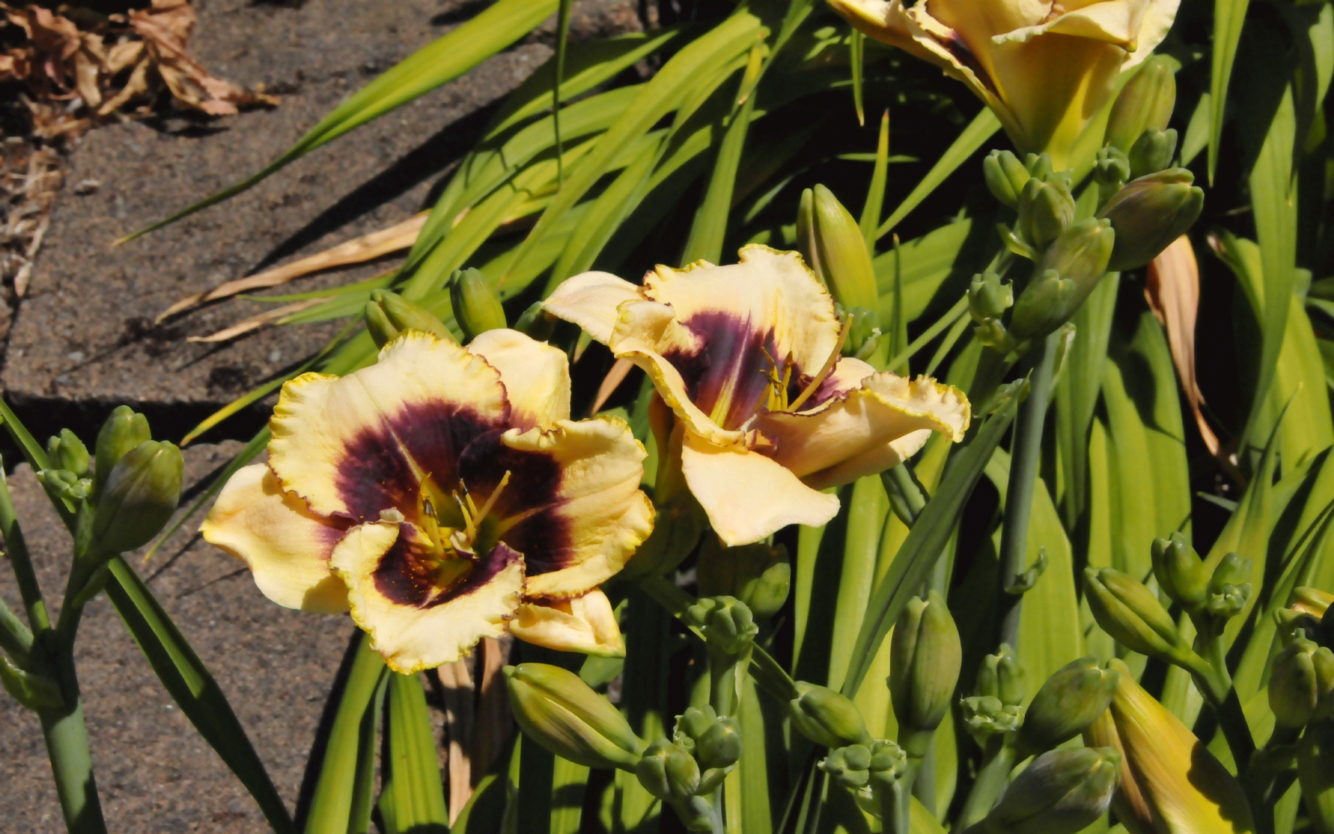 ./Day_Lily_on_Daylily_20230628_144932_C23_0506.jpg