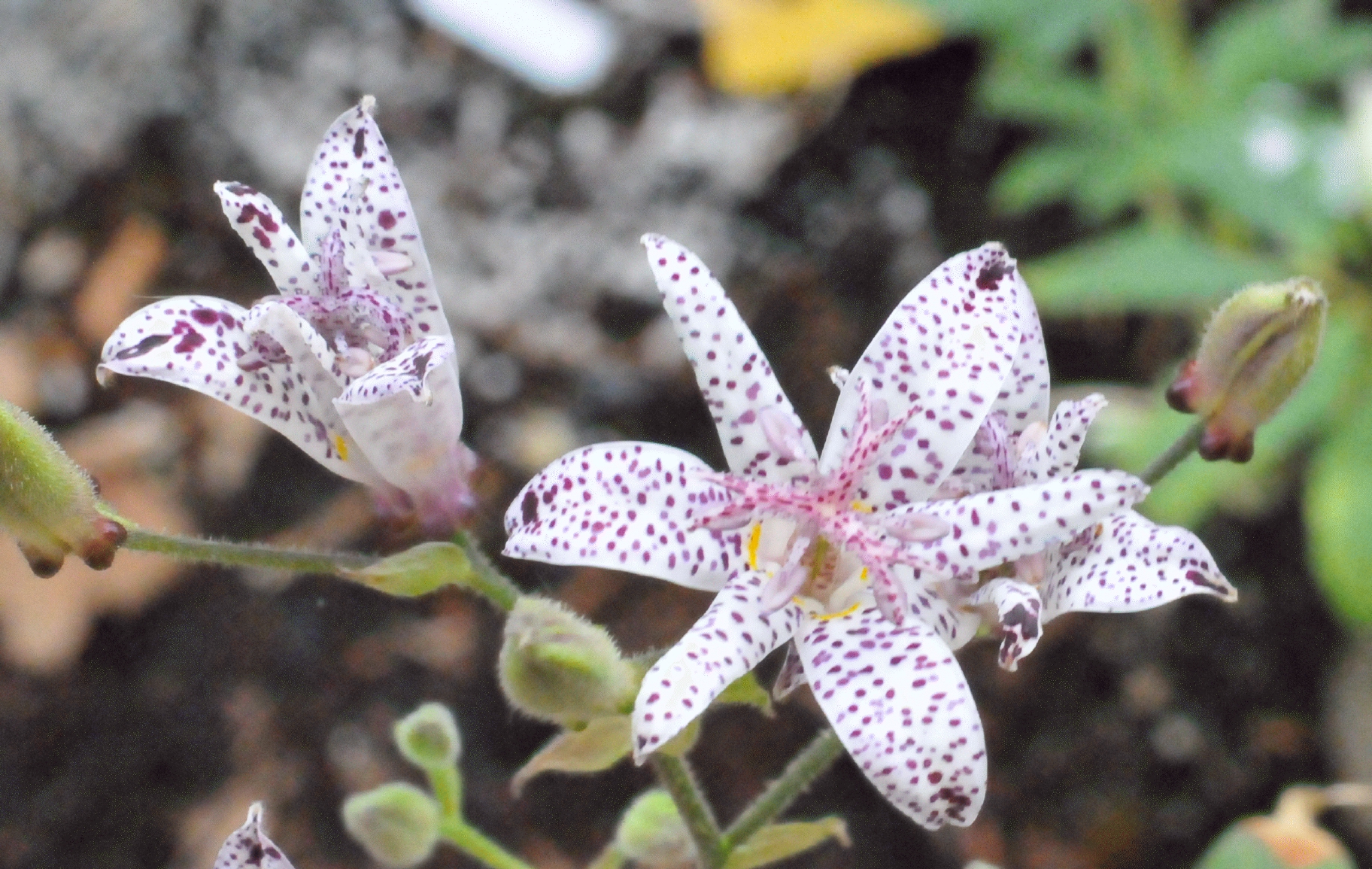 ./Toad_Lily_20210930_103658_C21_1033.jpg