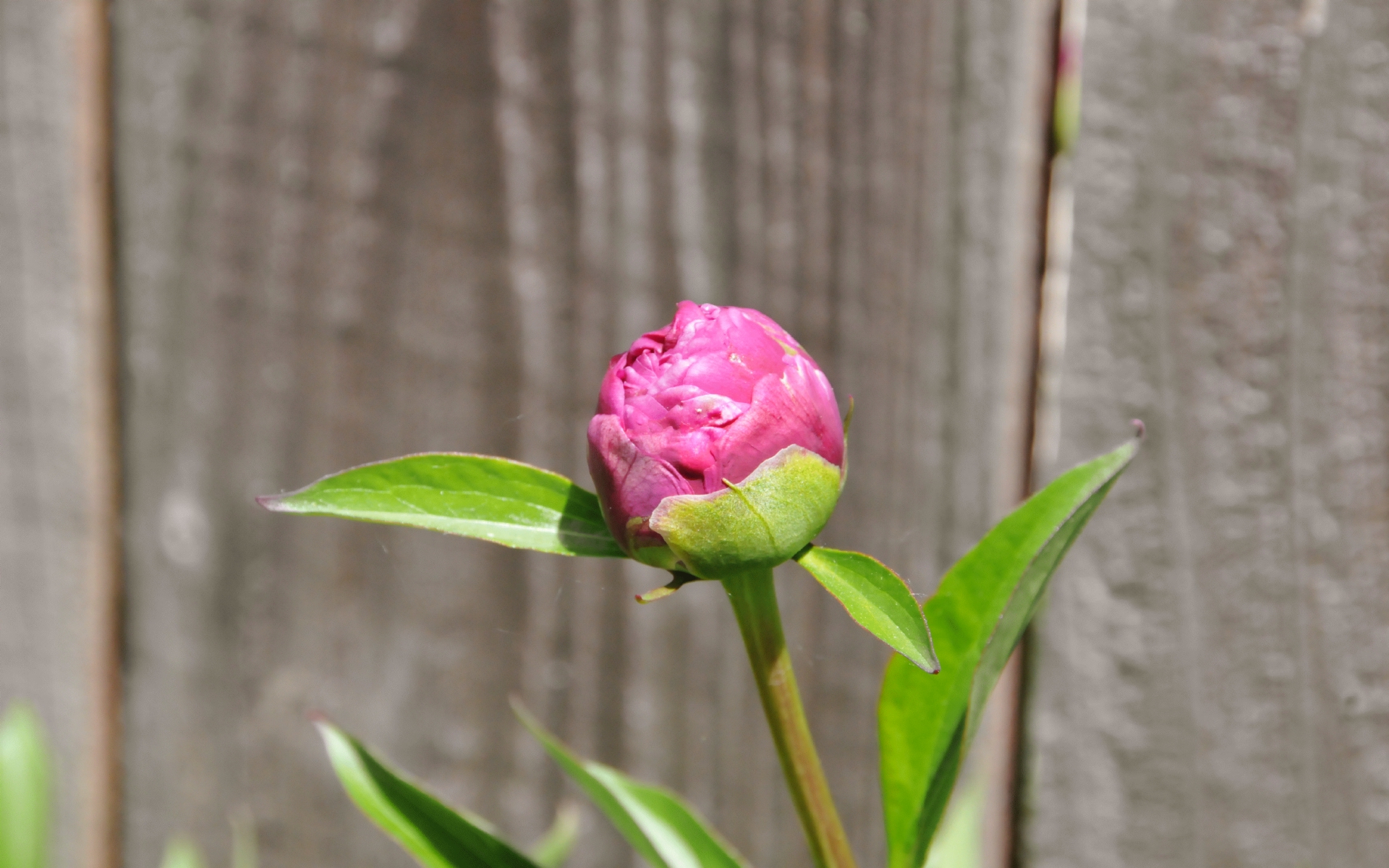 ./Peony_Plants_20210517_132959_C21_0408.jpg