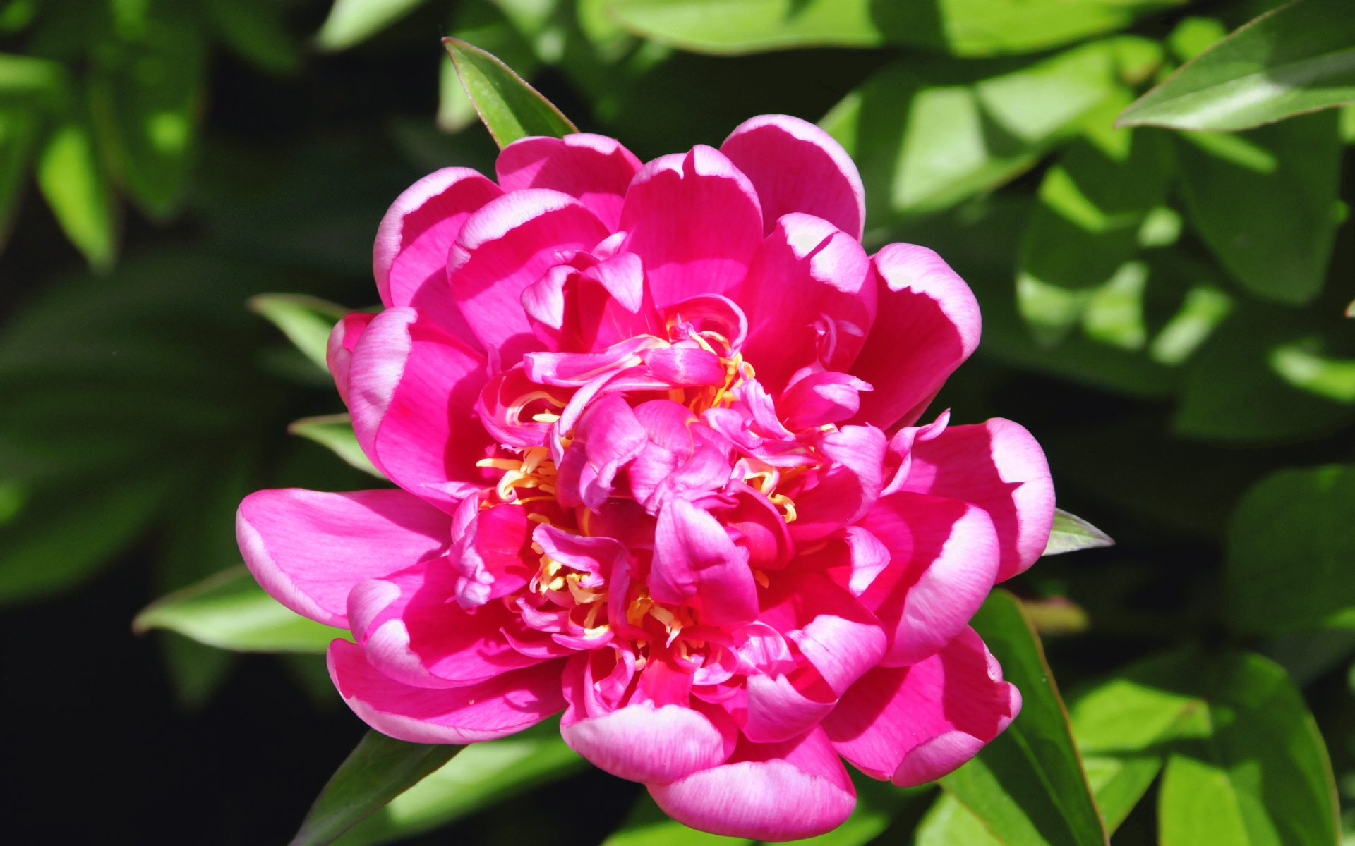 ./Peony_Plants_20210517_133004_C21_0409.jpg