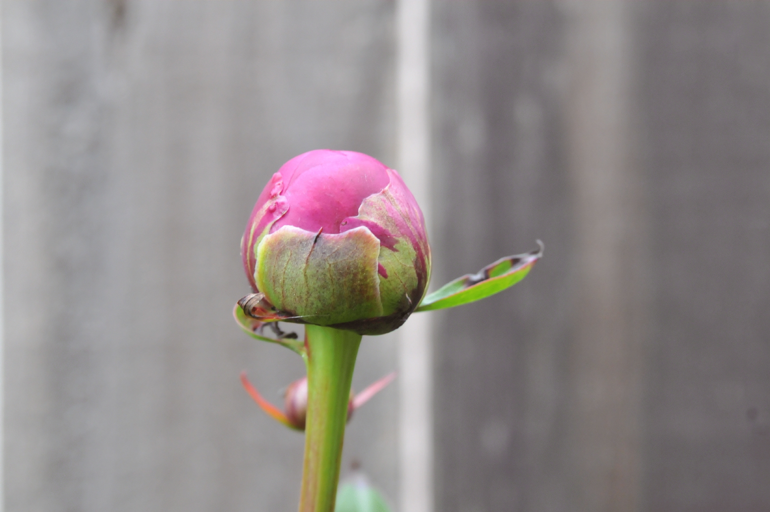 ./Peony_Buds_20150515_112914_C15_1129.jpg