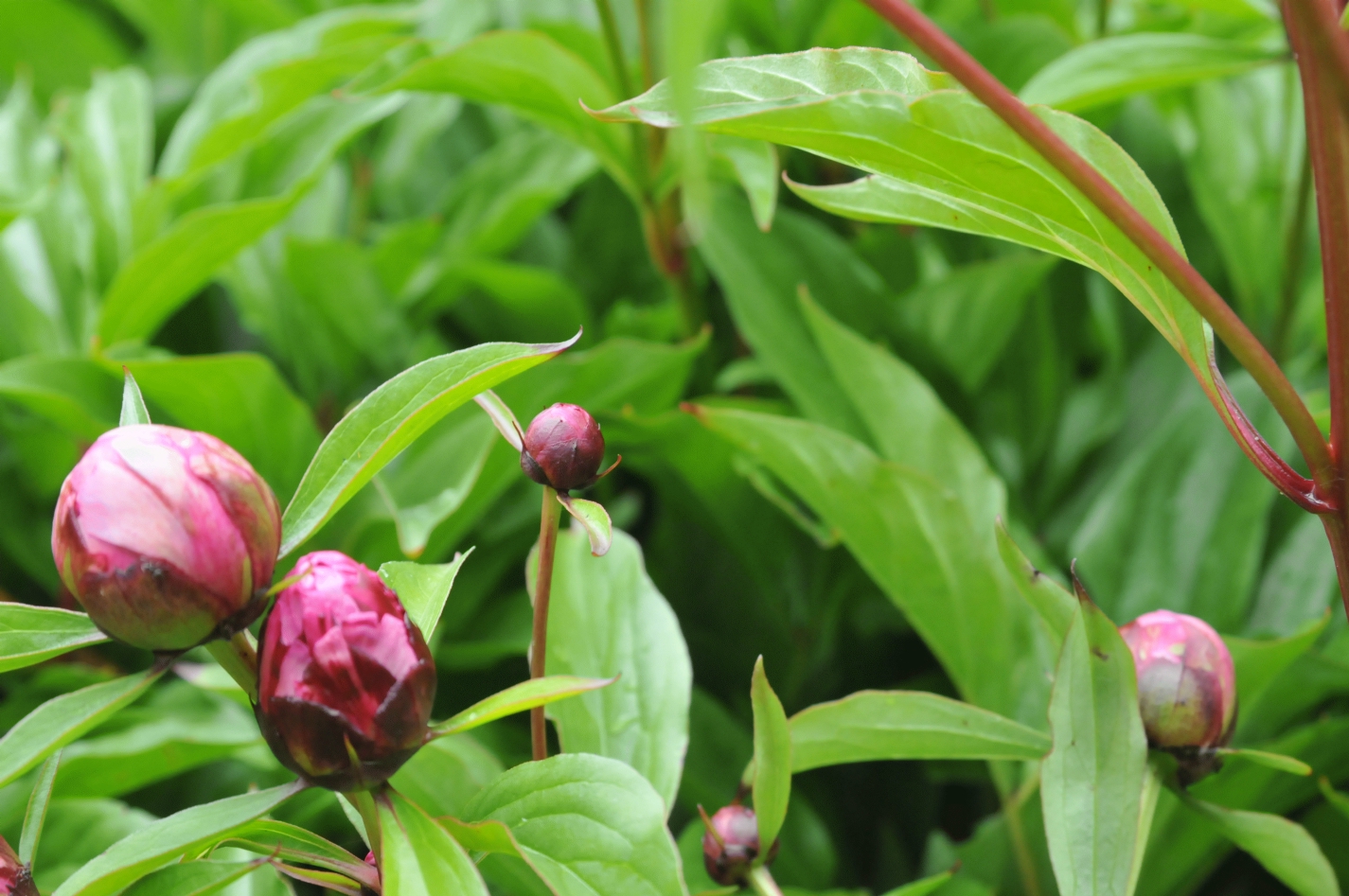 ./Peony_Buds_20150515_112936_C15_1131.jpg