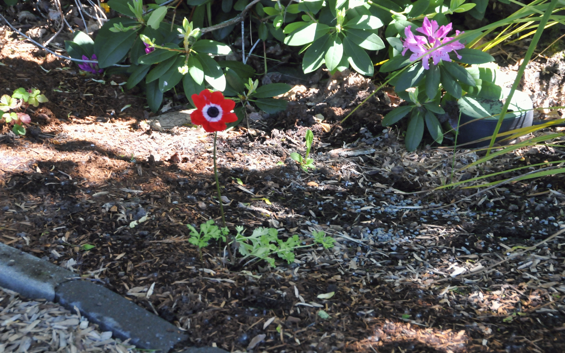 ./Oriental_Poppy_20220523_144836_C22_0622.jpg