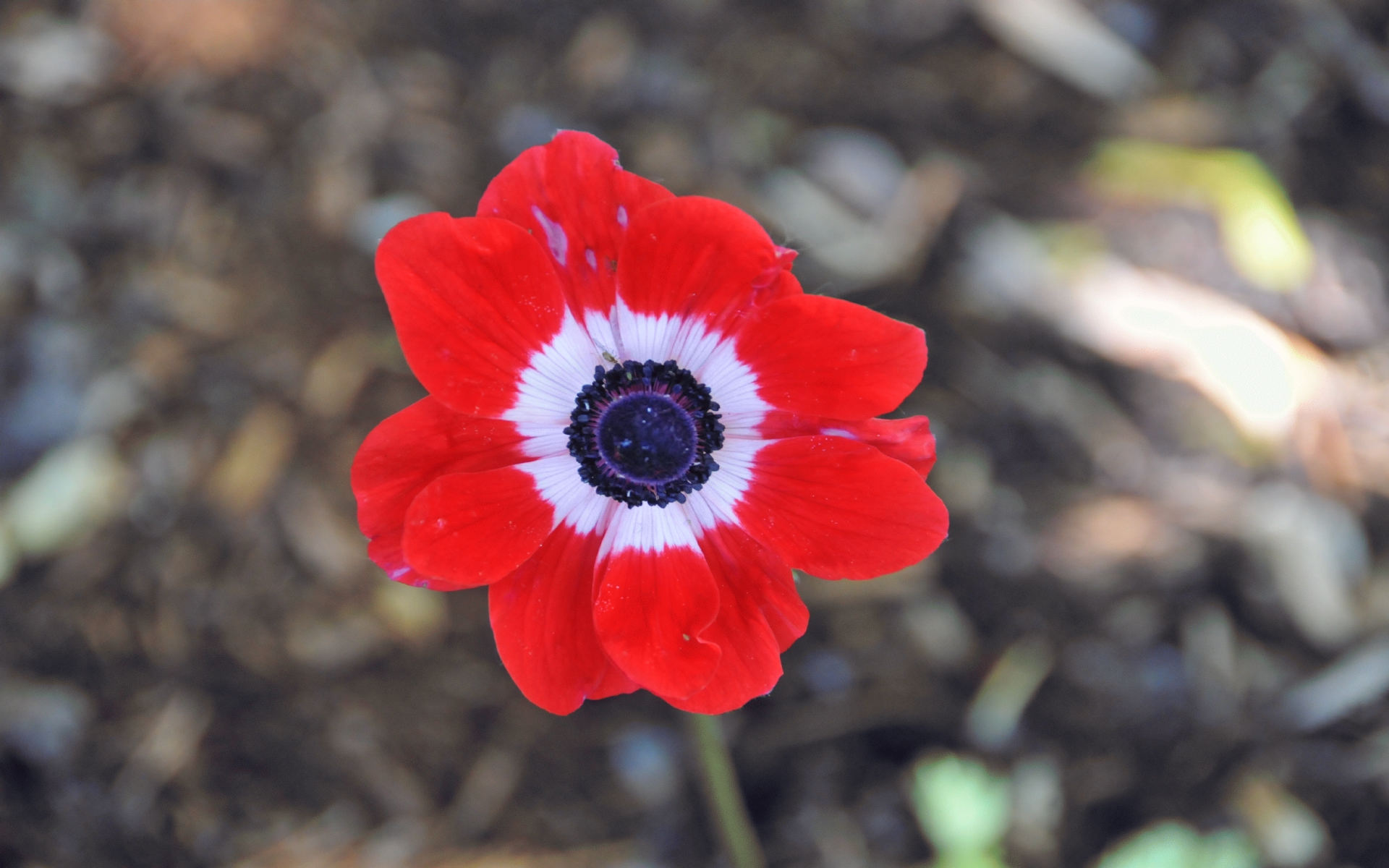 ./Oriental_Poppy_20220523_144842_C22_0623.jpg