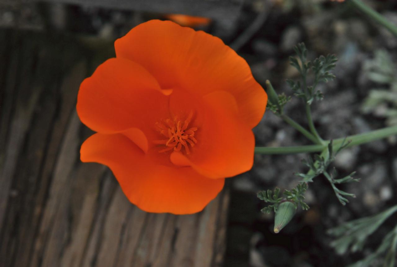 ./California_Poppy_20100518_125752_Tilden_Botanic_Gardens_4839BCX.jpg