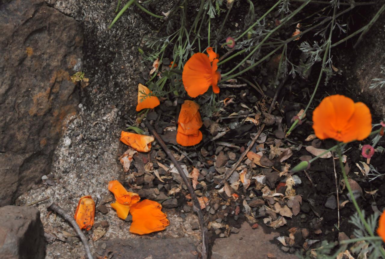 ./California_Poppy_20100518_132542_Tilden_Botanic_Gardens_4902BCX.jpg