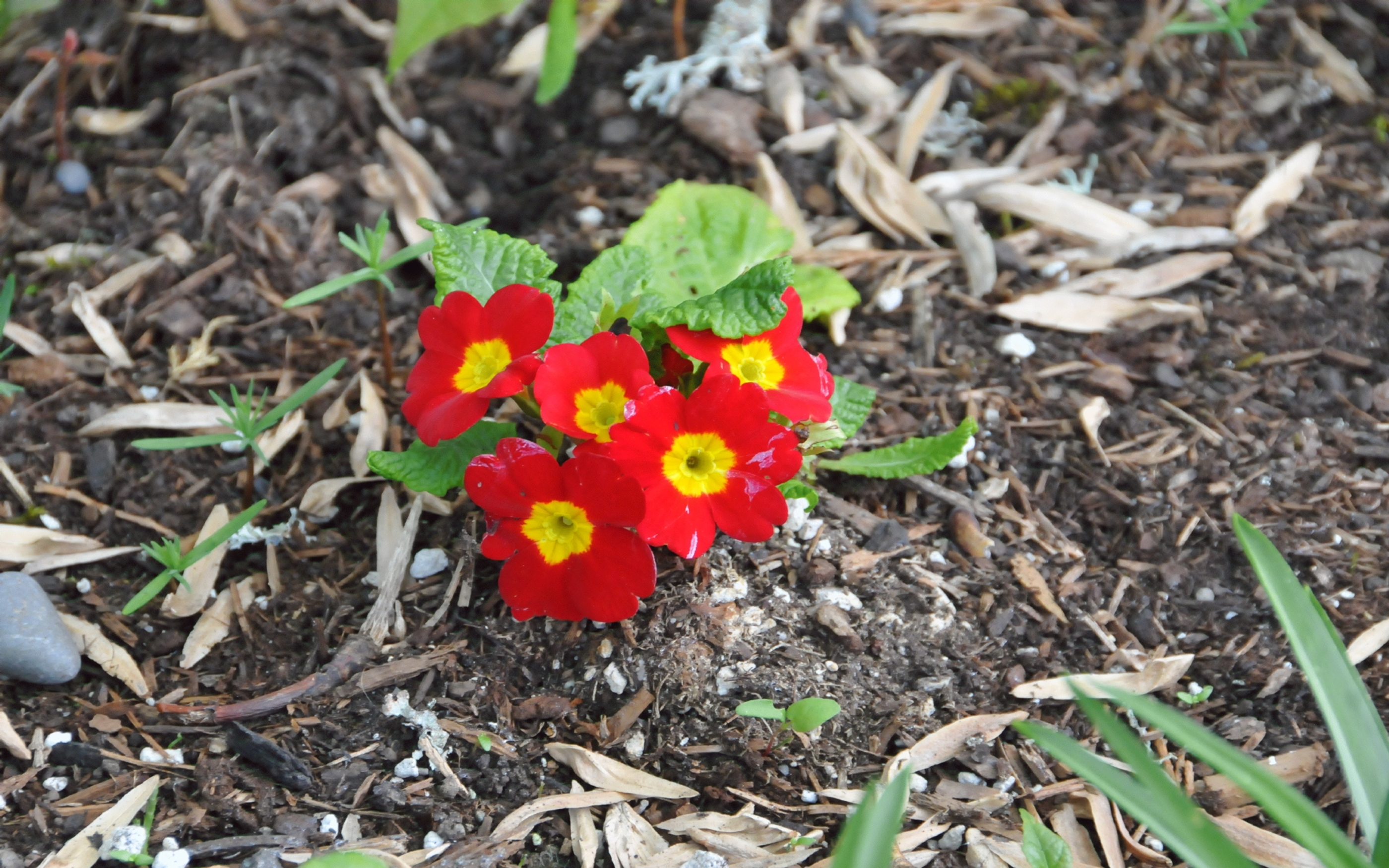 ./Primula_Flowers_20230503_161346_C23_0162.jpg