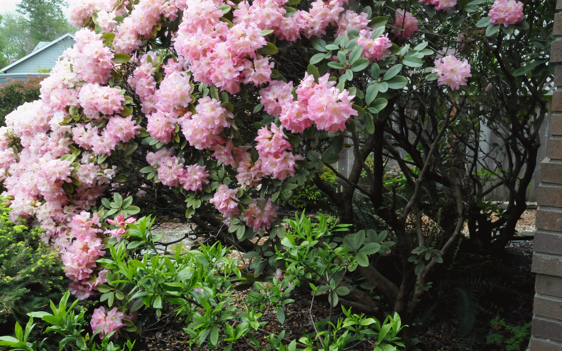 ./Pink_Rhododendron_20220503_113629_C22_0520.jpg