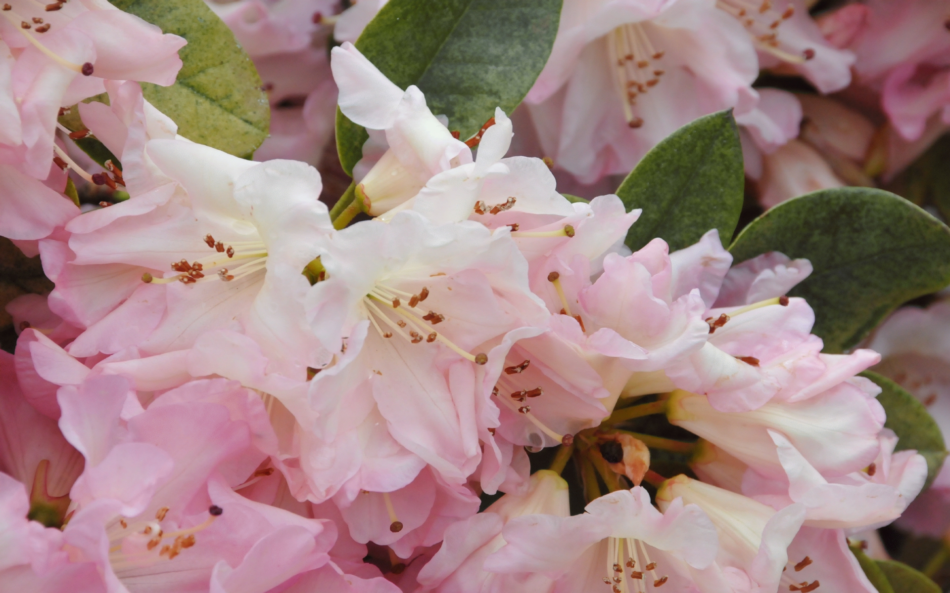 ./Pink_Rhododendron_20220503_113722_C22_0526.jpg